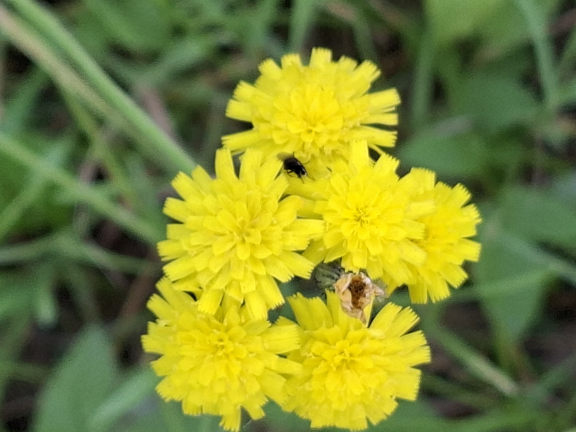 The image shows a close-up, overhead view of a cluster of bright yellow dandelion flowers. A small black insect is visible on one of the flowers. The flowers are in focus, while the background of green grass and foliage is blurred. The scene appears to be outdoors, likely in a natural setting such as a park or meadow. There are no people or structures visible in the image. The lighting is natural and diffused, suggesting it could be an overcast day or the image was taken in shade. The overall impression is one of a natural outdoor environment.