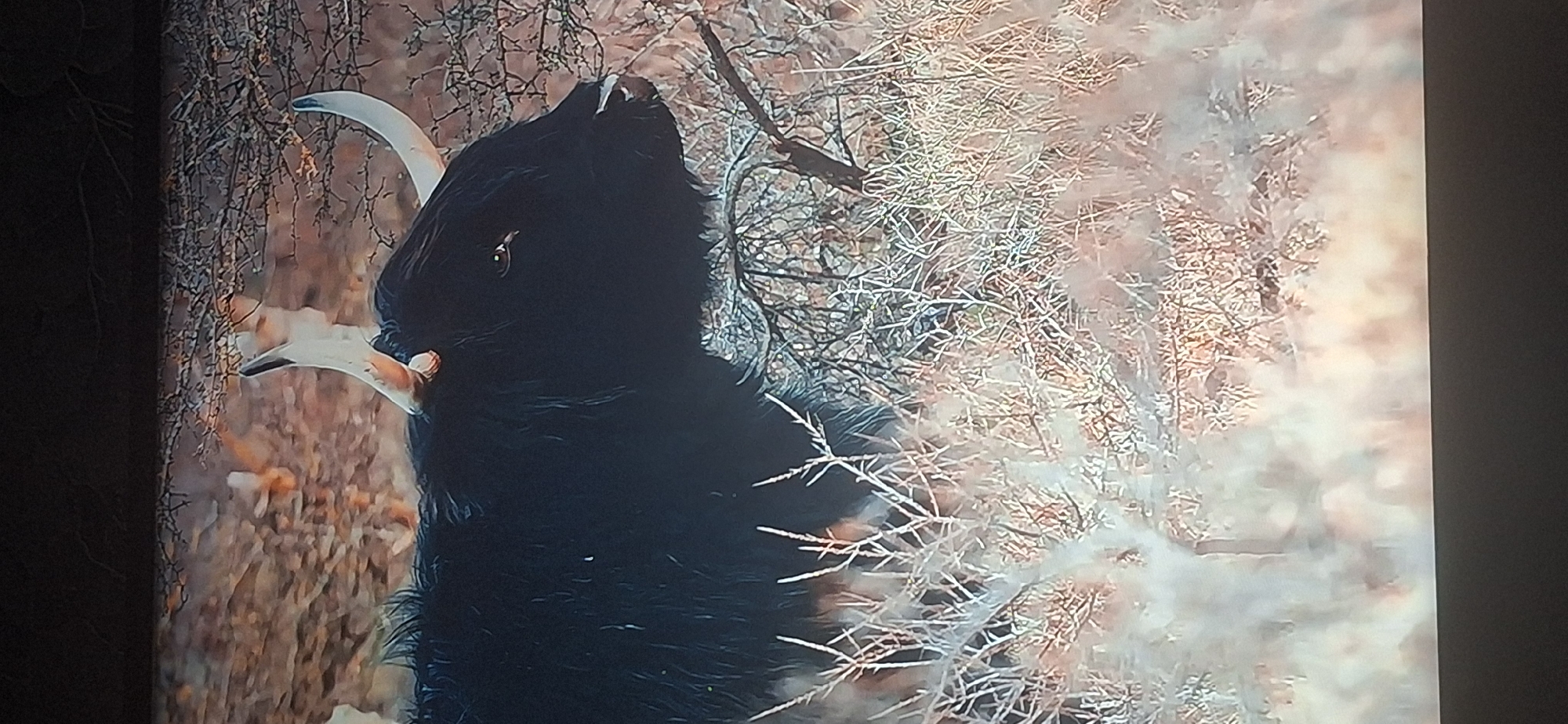 The image shows a close-up of a Highland cow's head and horns. The cow has long, dark shaggy fur and curved horns. It is standing in a dry, brushy environment with sparse vegetation and tree branches. The background is out of focus and appears to be a mix of brown and tan colors. The lighting suggests it might be daytime. There is no indication of the city of Bila Tserkva, Ukraine, in the image.
