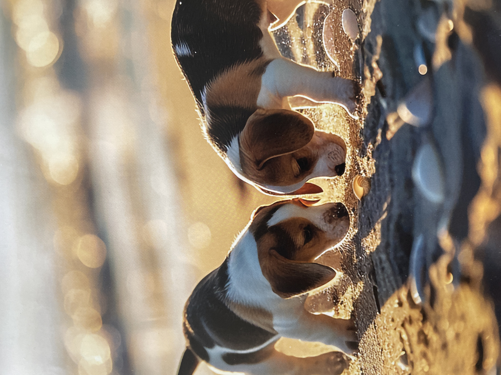 The image features two tri-color beagle puppies in a rotated vertical orientation, suggesting the original shot was taken with the camera tilted. Both puppies are seen in profile, with their heads lowered close to the ground, appearing to sniff or investigate the textured surface beneath them. They exhibit characteristic black, white, and tan markings, with long, floppy brown ears and white chests.
A strong, warm golden light, indicative of either early morning or late afternoon sun, backlights the scene, creating a radiant halo around the puppies' fur and prominent lens flare bokeh effects in the blurred background. The ground they stand on appears rough and granular, possibly sand or earth, with scattered small, light-colored objects that resemble pebbles or shells. The puppies' focused posture conveys curiosity and engagement with their immediate surroundings. The setting is outdoors, under clear, sunny conditions. No visible text is present in the image, nor are there any specific visual cues to confirm the location as Sofia, Bulgaria.