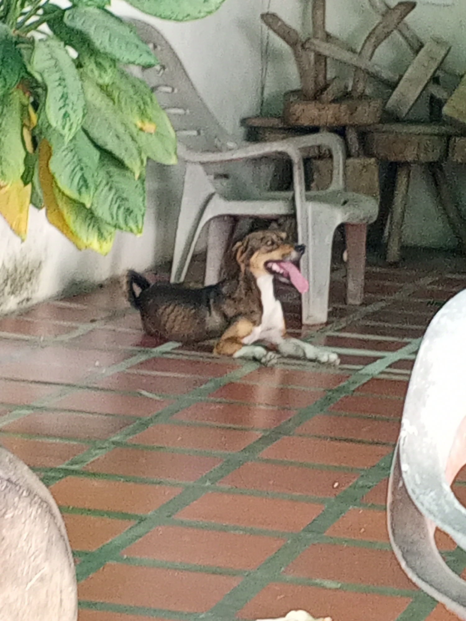 A medium-sized brown and white dog is resting on a brick floor beneath a gray plastic chair. The dog is panting with its tongue extended. Behind the dog, there is an assortment of wooden objects. A green leafy plant is situated to the left of the chair. Other chairs appear in the foreground and background. The location is implied to be in Los Leoncitos, Venezuela.