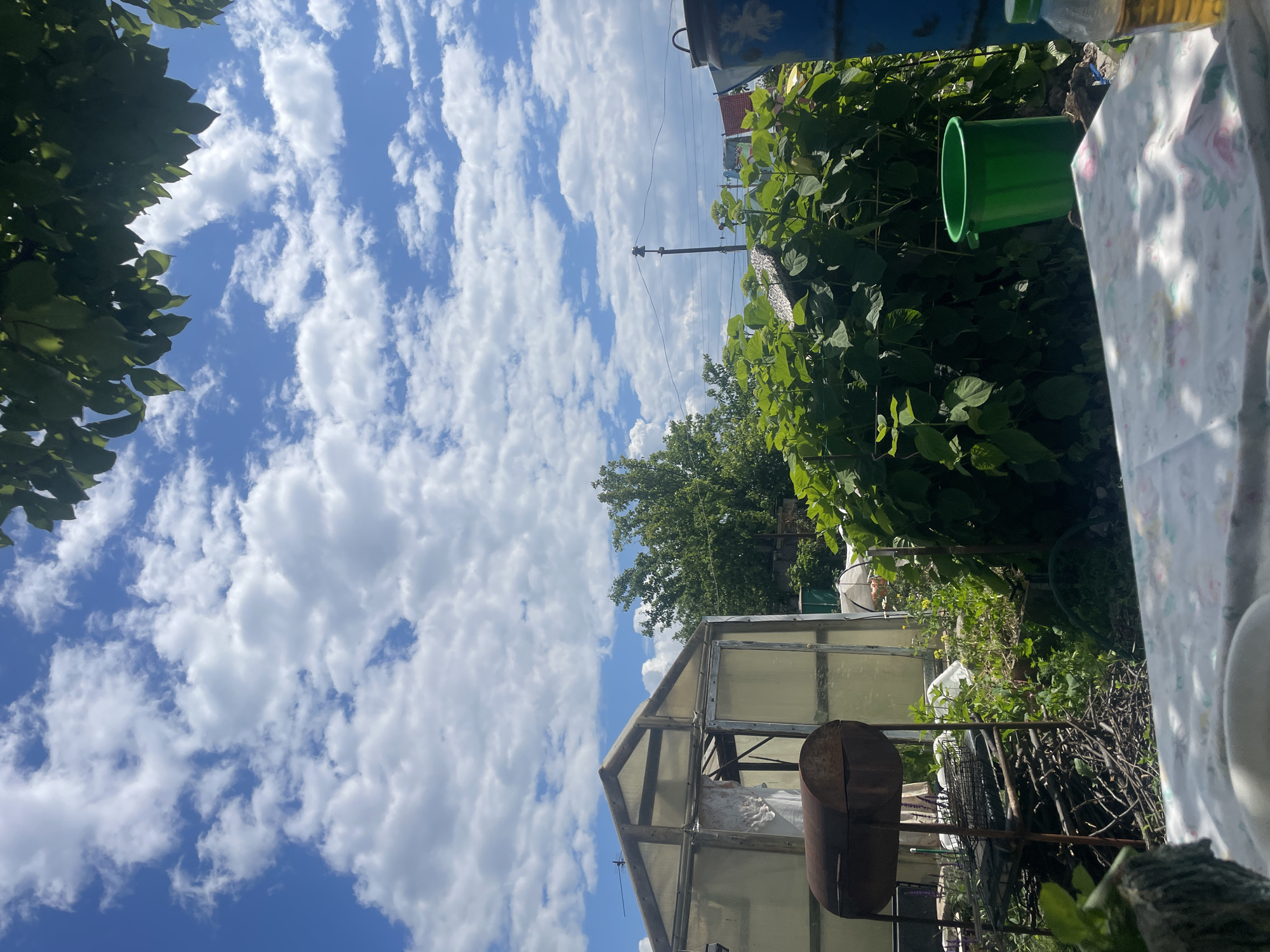 This outdoor scene, likely in a rural or suburban area of Unknown, Russia, depicts a backyard on a sunny day with a partly cloudy sky. In the foreground, a table covered with a floral tablecloth is visible, with a white bowl and a partial view of a bottle of liquid.
The midground features a rusty, barrel-shaped grill on a stand made of branches and metal racks. To the right of the grill is a translucent greenhouse with an open door. Behind the greenhouse and grill, lush green foliage dominates the scene, with a large bush in the center and other plants and vegetation. A bright green plastic bucket sits in the middle of the greenery. A large blue barrel is partially visible on the far right. In the distance, trees and a utility pole with wires are present, along with what appears to be a clothesline with laundry. The overall impression is one of a functional, somewhat unkempt, but lived-in outdoor space.