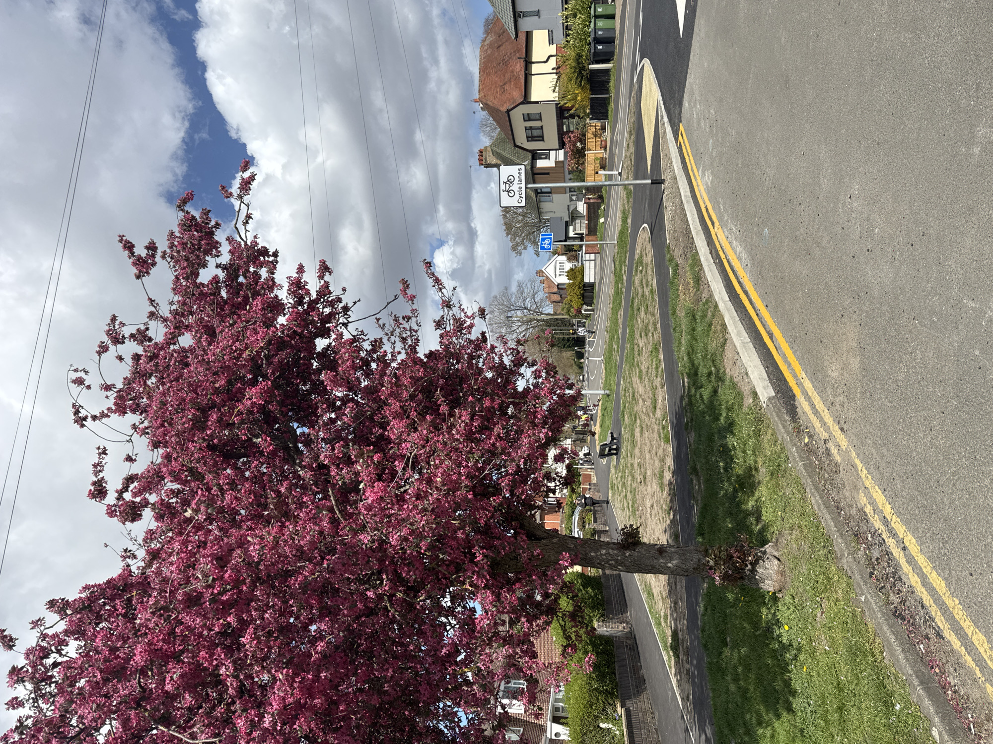 The image captures a street scene in Gorleston-on-Sea, United Kingdom. A vibrant tree with deep pink blossoms dominates the left foreground. Above the tree are several overhead power lines, with a cloudy sky beyond.
To the right of the tree, a paved path borders a grassy strip. Next to this is a cycle lane sign. Adjacent to the path and grass is a two-lane road marked with double yellow lines. The street continues into the background, with residential houses visible. A few people are walking along the path.