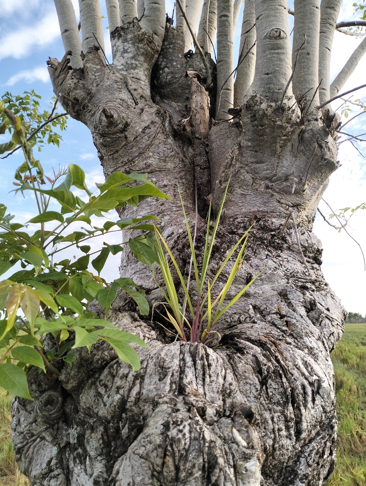 The image shows the trunk of a mature tree, possibly a poplar or similar species, located in Meunasahalue, Indonesia. The trunk is thick and gnarled with distinctive gray bark texture. A cluster of green, grass-like plants grows from a hollow in the lower section of the trunk. To the left, a leafy sapling also grows from the base of the tree. In the background, there is a field of tall, dry grass. The sky is visible between the branches and has light cloud cover. The overall scene suggests a natural or semi-natural setting with a focus on the tree and its immediate surroundings.