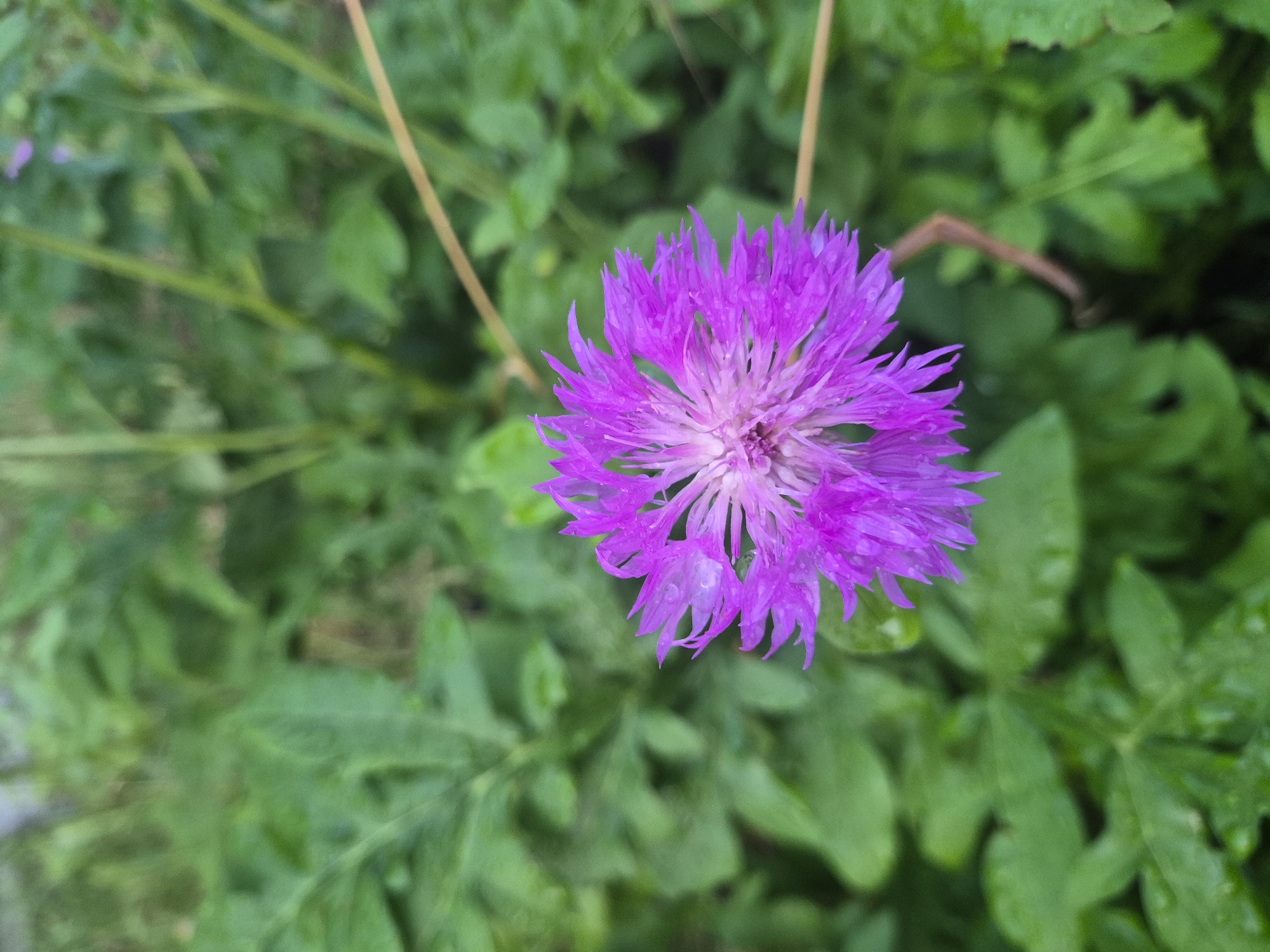 A close-up shot focuses on a single, vibrant purple flower with a fluffy center and spiky petals. The flower is in the foreground, centered in the frame, and appears to have water droplets on its petals, suggesting it might have recently rained or been watered. Behind the flower, a blurred background of lush green foliage creates a soft bokeh effect. The leaves are various shades of green, some appearing wet and glistening. A thin, light brown stem or blade of grass is visible diagonally across the upper right portion of the frame, adding a subtle textural element to the background. The lighting appears natural, with a slightly overcast quality that diffuses the light, enhancing the richness of the colors. The overall impression is one of natural beauty and tranquility, emphasizing the delicate details of the flower.