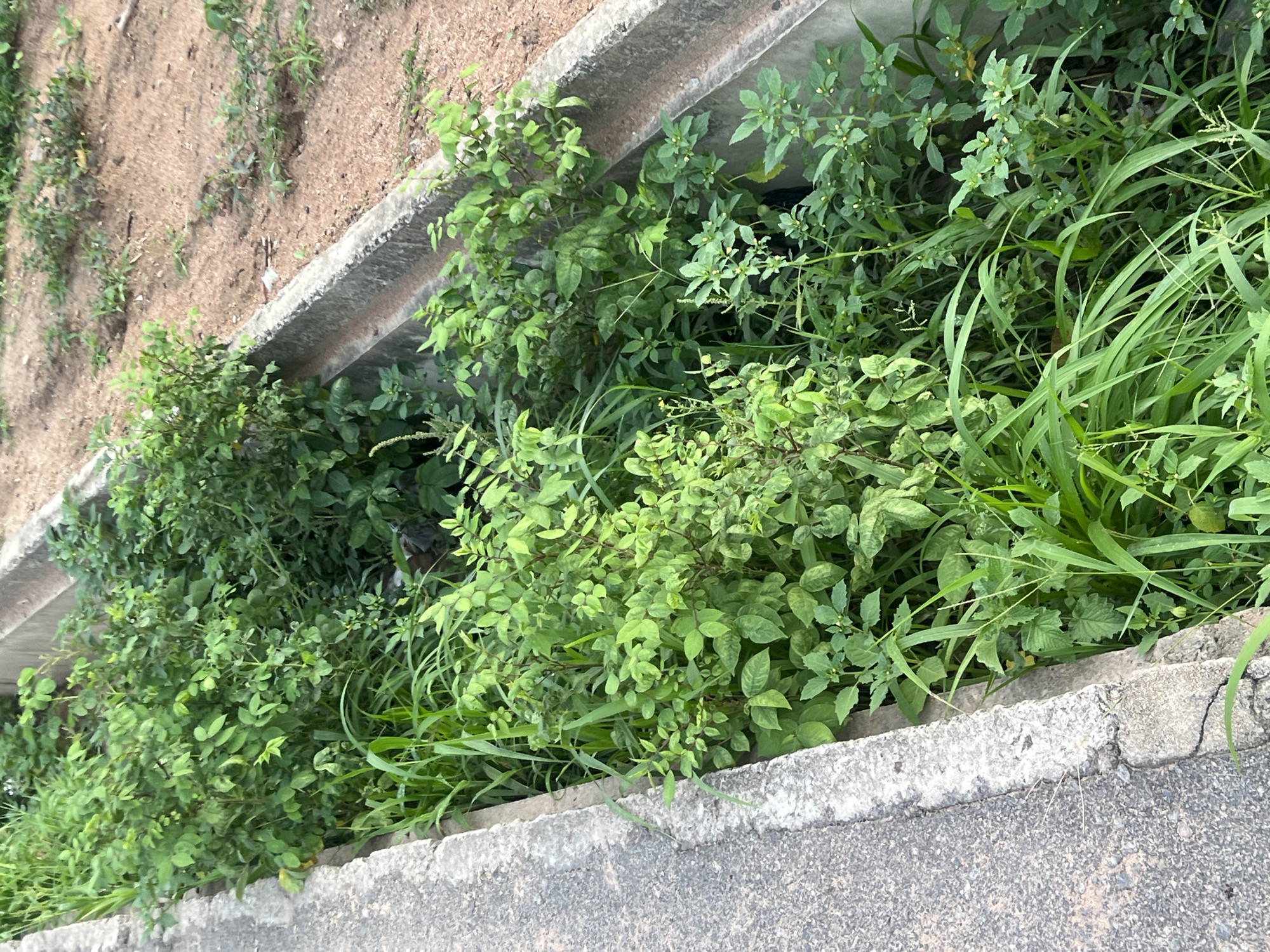 A ground-level view captures a concrete curb separating a paved area from a raised planting bed overgrown with vegetation. The vegetation consists of various leafy plants and tall grasses. The area appears untended and slightly overgrown. The location is Howayi, Nigeria. There are no people visible in the image.