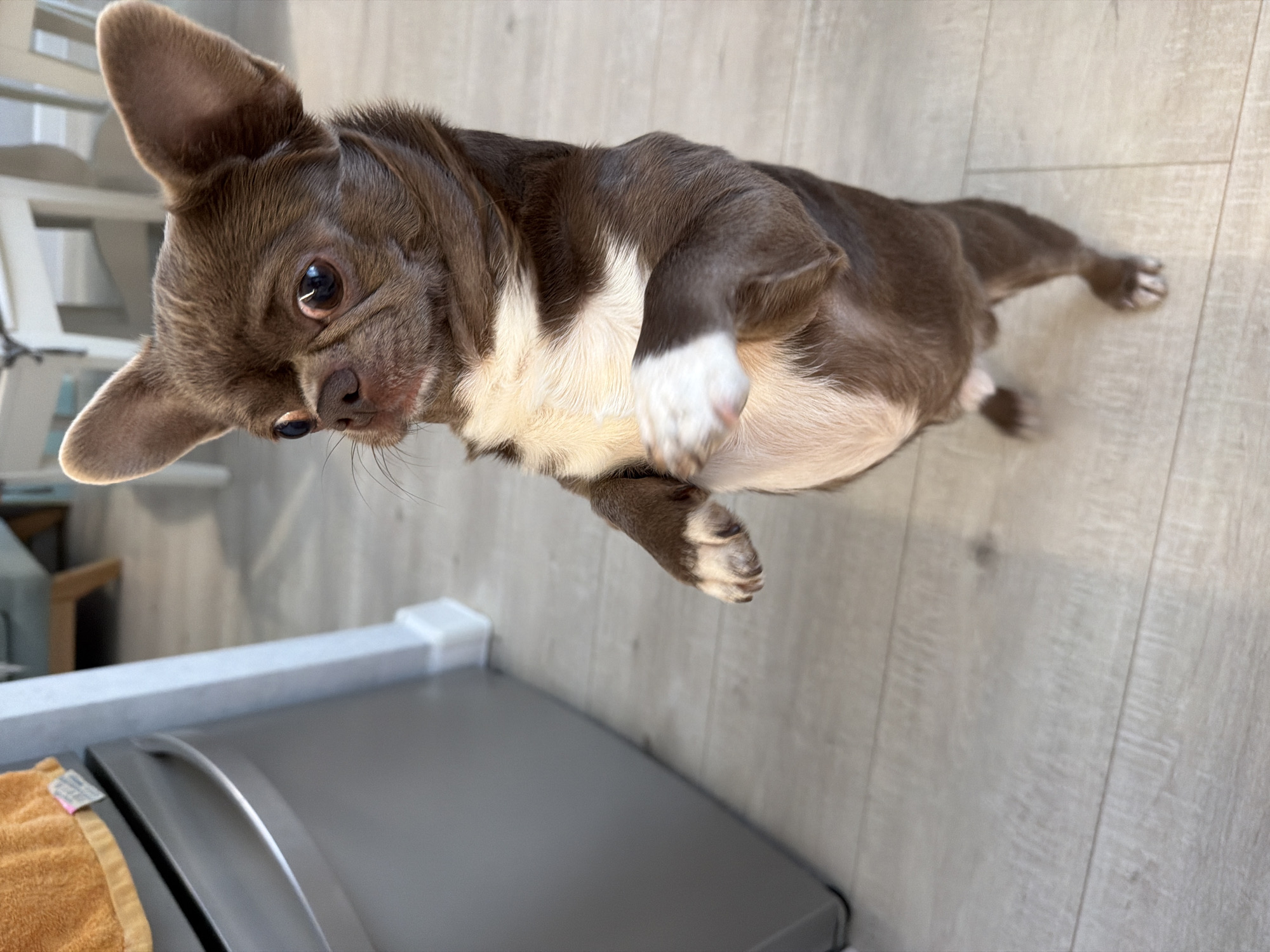 A small, brown and white Chihuahua is standing on a light-colored, wooden-patterned floor. The dog is looking up and to the left, with its front paws slightly raised. In the background, there is a stainless steel object, possibly a refrigerator, and part of a white chair. The location is indoors. The city is not evident from the image.