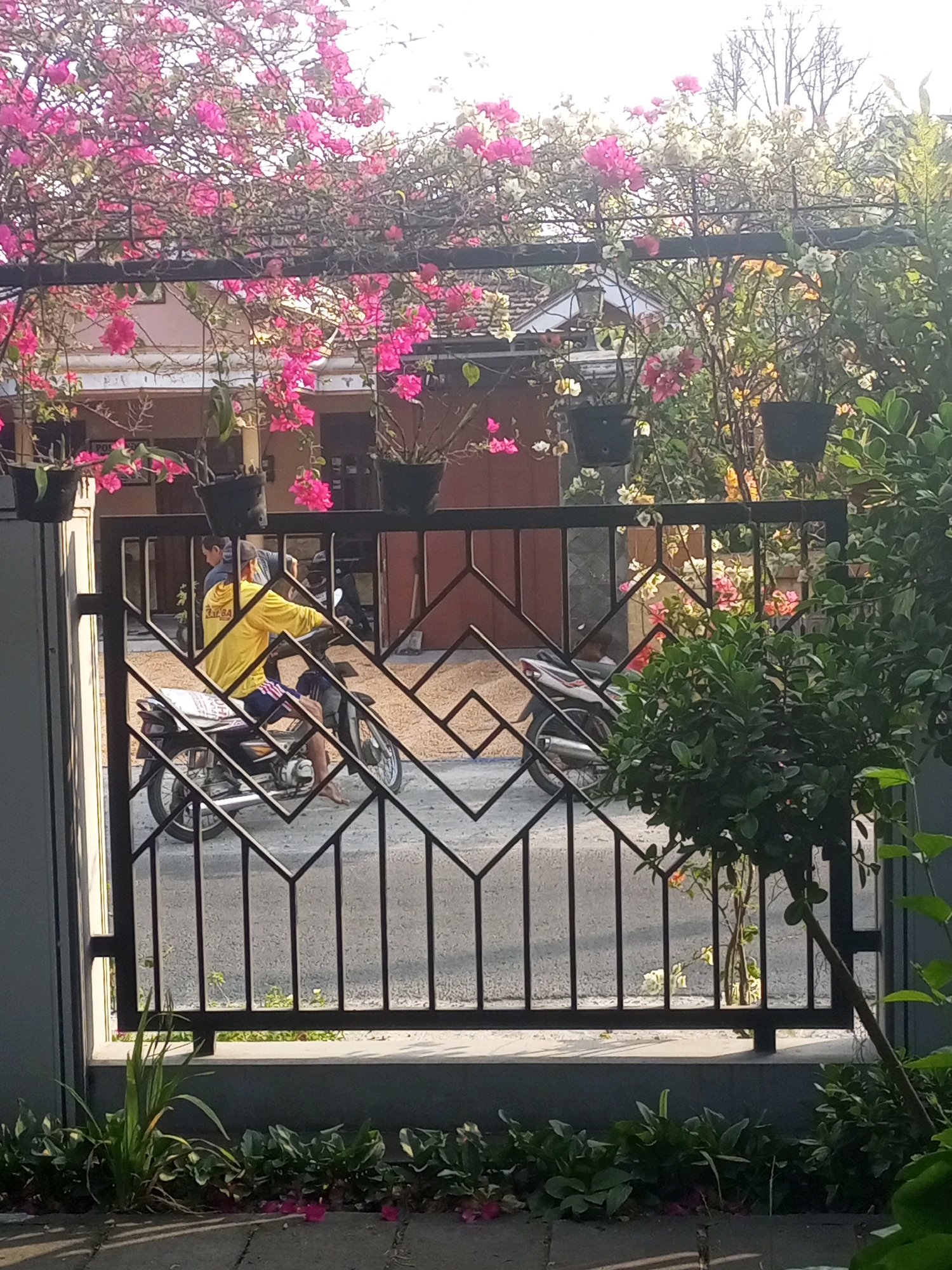 The image depicts a street scene in Ngasem, Indonesia, characterized by a black metal fence in the foreground. Behind the fence, a person is riding a motorcycle, wearing a bright yellow long-sleeved shirt and blue shorts. The motorcycle is a dark color with silver accents. To the left of the motorcycle, another person, partially obscured, is wearing a grey shirt and is also on a motorcycle. The background features a building with a red-tiled roof and a wall with windows. A vibrant display of pink bougainvillea flowers cascades over the top of the fence and along the building. The ground is paved with concrete and asphalt. Green foliage and plants are visible in the foreground and to the right of the fence. The lighting suggests it is daytime, with shadows cast on the ground.