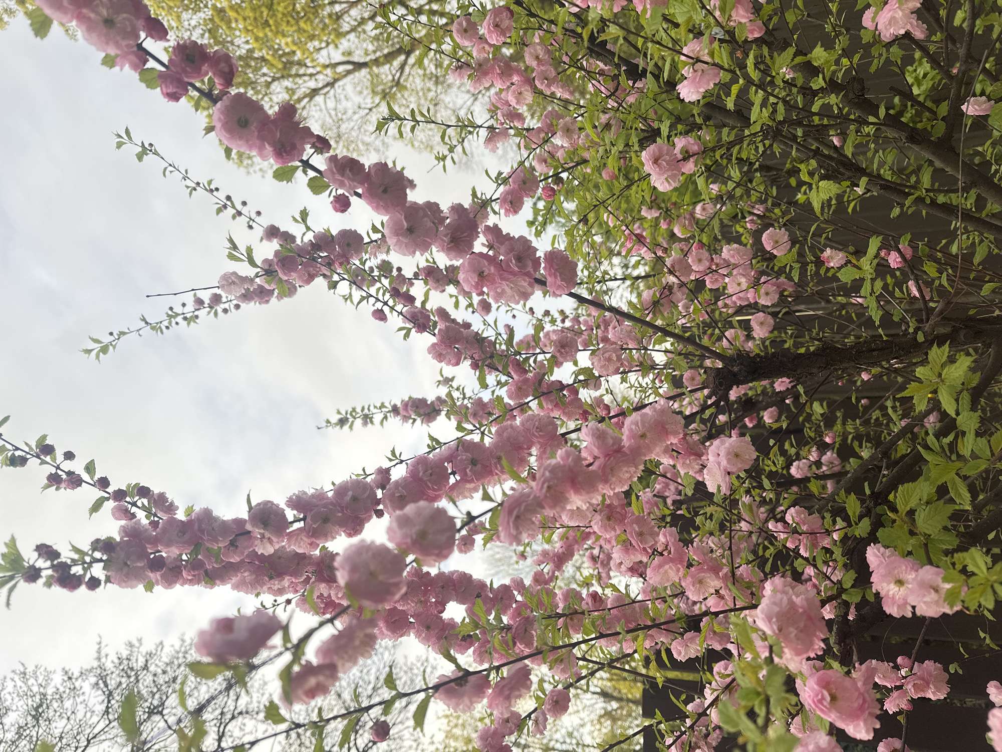 A low-angle shot depicts branches filled with clusters of double-flowered pink blossoms and green leaves against a cloudy sky. The branches appear to be from a Prunus glandulosa 'Plena' bush, which are commonly found in Riga, Latvia. The blossoms are densely packed along the branches.