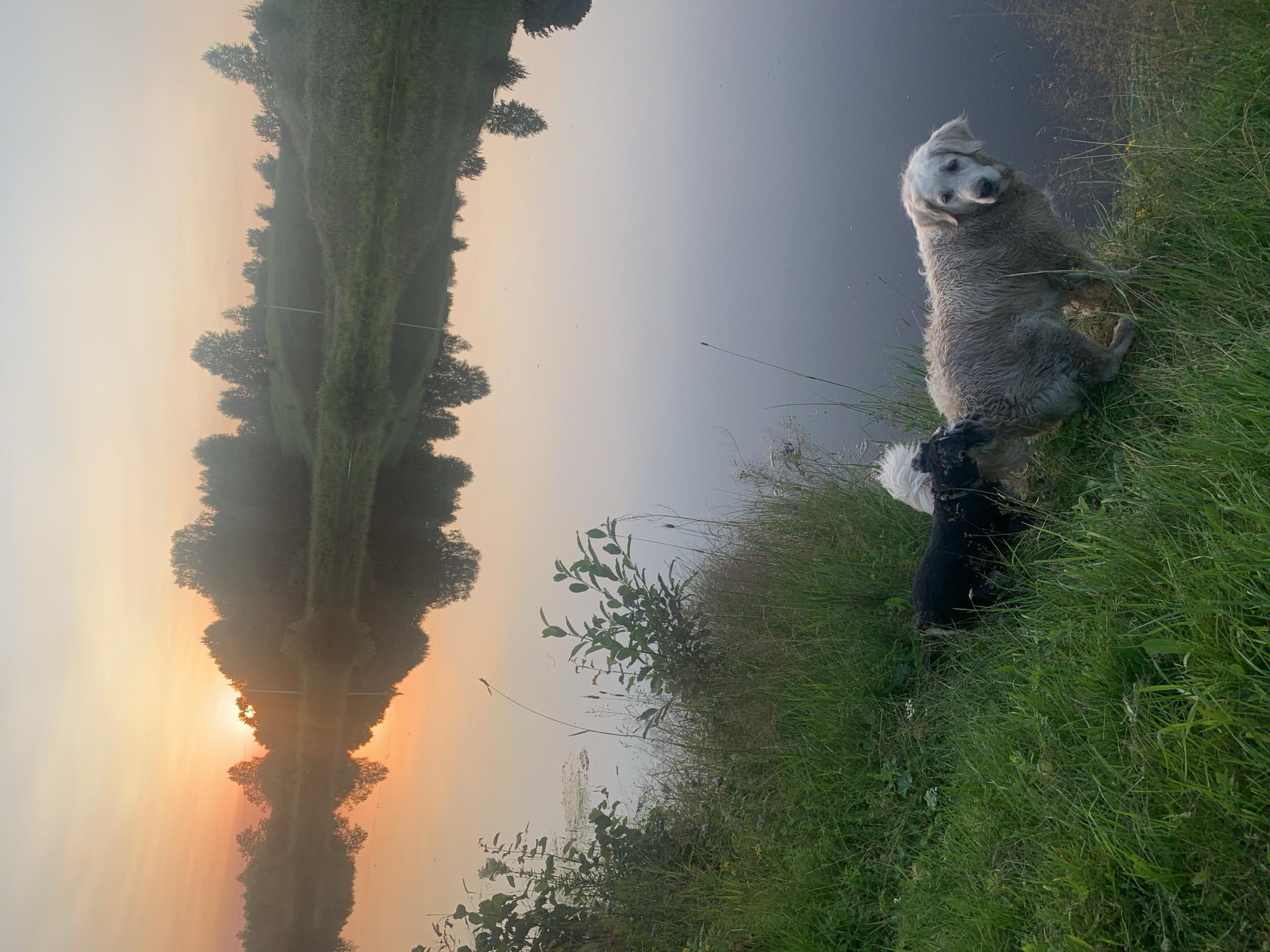 This media file captures a serene, early morning scene by a body of water, likely in Zasechnyi, Russia. The image is oriented vertically, with the water and its reflection dominating the left half. The reflection shows a tree-lined landscape bathed in the warm, soft light of sunrise, casting an orange and pink glow across the sky and water. The trees in the reflection appear tall and dense, with a path or clearing visible through the center.
On the right side of the image, the foreground is filled with lush, green grass and various wild plants. Sitting at the edge of the water are two dogs. The larger dog, positioned higher up on the grassy bank, is a light-colored, possibly golden retriever mix, with its head tilted and a gentle expression. It appears somewhat wet or muddy. Behind and slightly below it is a smaller black and white dog. Both dogs are looking towards the camera, and their relaxed postures suggest they are enjoying the peaceful morning.
The time of day is clearly indicated by the sunrise, creating a soft, diffused light and a tranquil atmosphere. The weather appears calm, with the water surface being smooth enough to create a clear reflection. The presence of natural vegetation and the uncultivated appearance of the grassy bank suggest a rural or natural setting. The overall mood is peaceful and idyllic, highlighting the beauty of nature at dawn and the companionship of the animals. No visible text is present in the image.