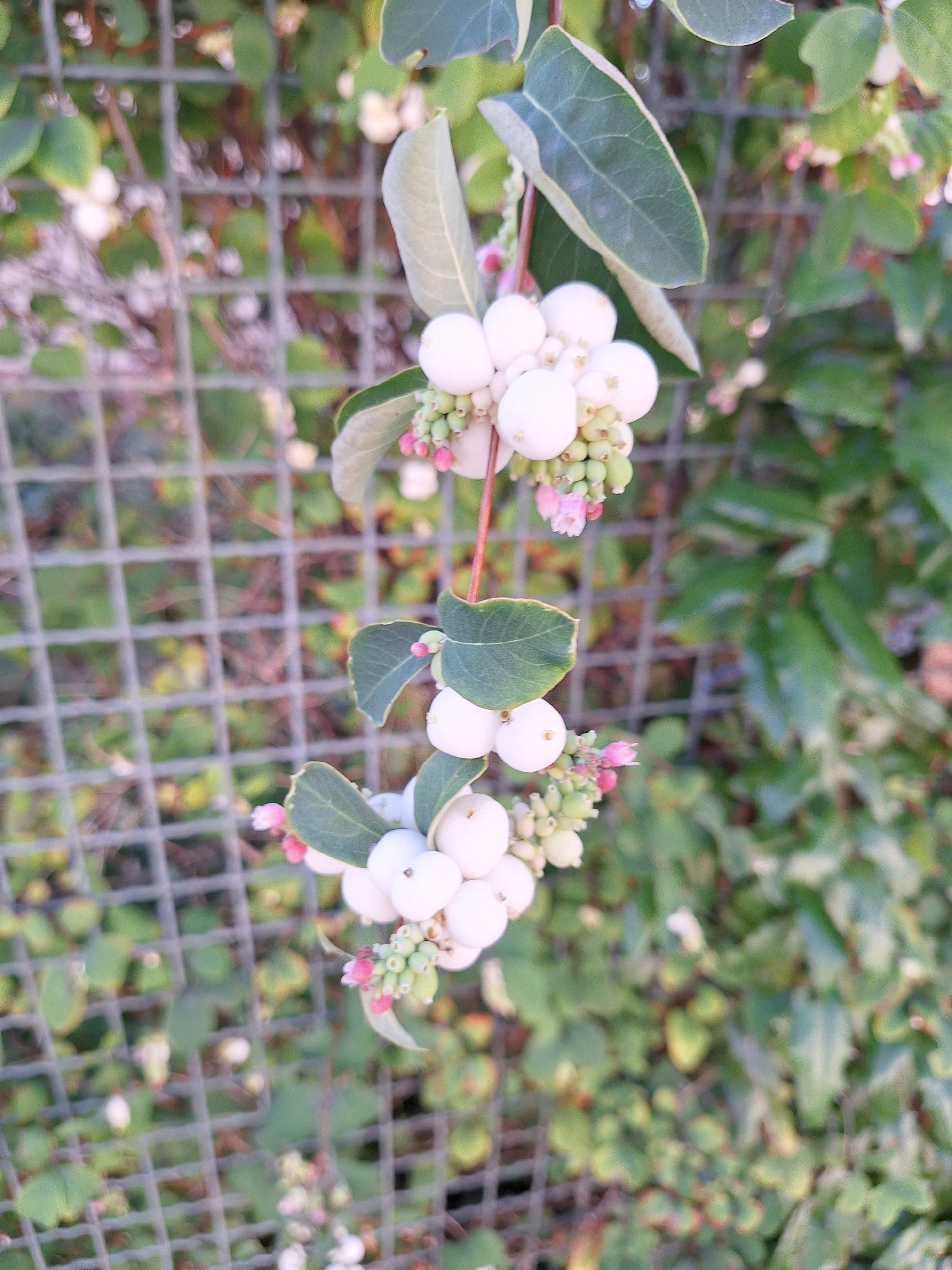 The image shows a close-up of a plant with clusters of white berries, green buds, and small pink flowers, with green leaves. The plant is growing on a wire fence. The background is blurred, showing more green foliage and the wire fence. The lighting appears to be natural daylight. The image does not contain any information that would allow for the determination of its location in Prague, Czechia.