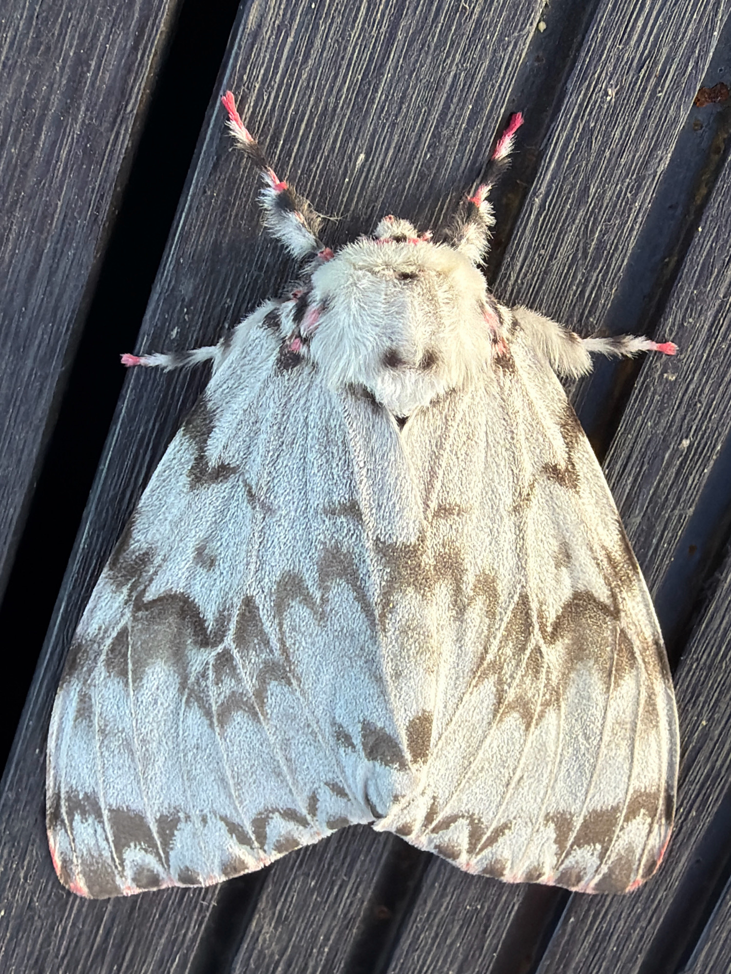 A moth with white and brown patterned wings rests on a dark wooden surface. The moth's antennae are feathery and tipped with pink. Its body is covered in light-colored fur with some pink accents. The wooden surface consists of parallel planks with visible wood grain. The scene appears to be outdoors, possibly in Yuzhno-Kurilsk, Russia, given the context. There are no people or other animals visible in the image.