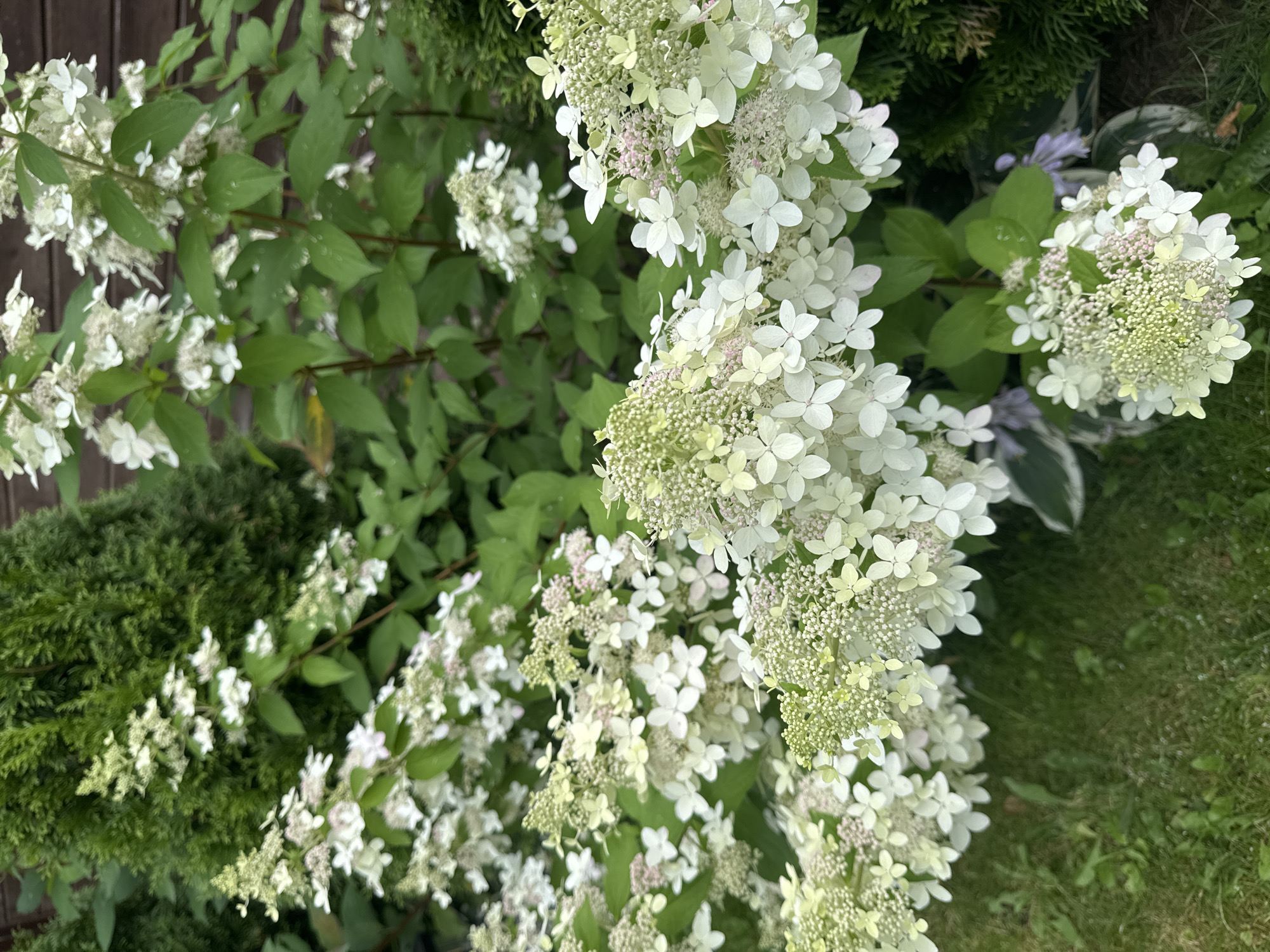The image depicts a close-up view of a garden with several flowering hydrangeas in the foreground, their white and pale green blossoms abundant and clustered. Lush green foliage serves as a backdrop, with some dark green, coniferous shrubs also visible to the left and right. The ground beneath the plants is a mix of green grass and some broad, variegated leaves. The overall setting appears to be a residential garden. Based on the provided context, this scene is located in Родничок-1 Снт, Russia. There are no people or animals visible in the image.