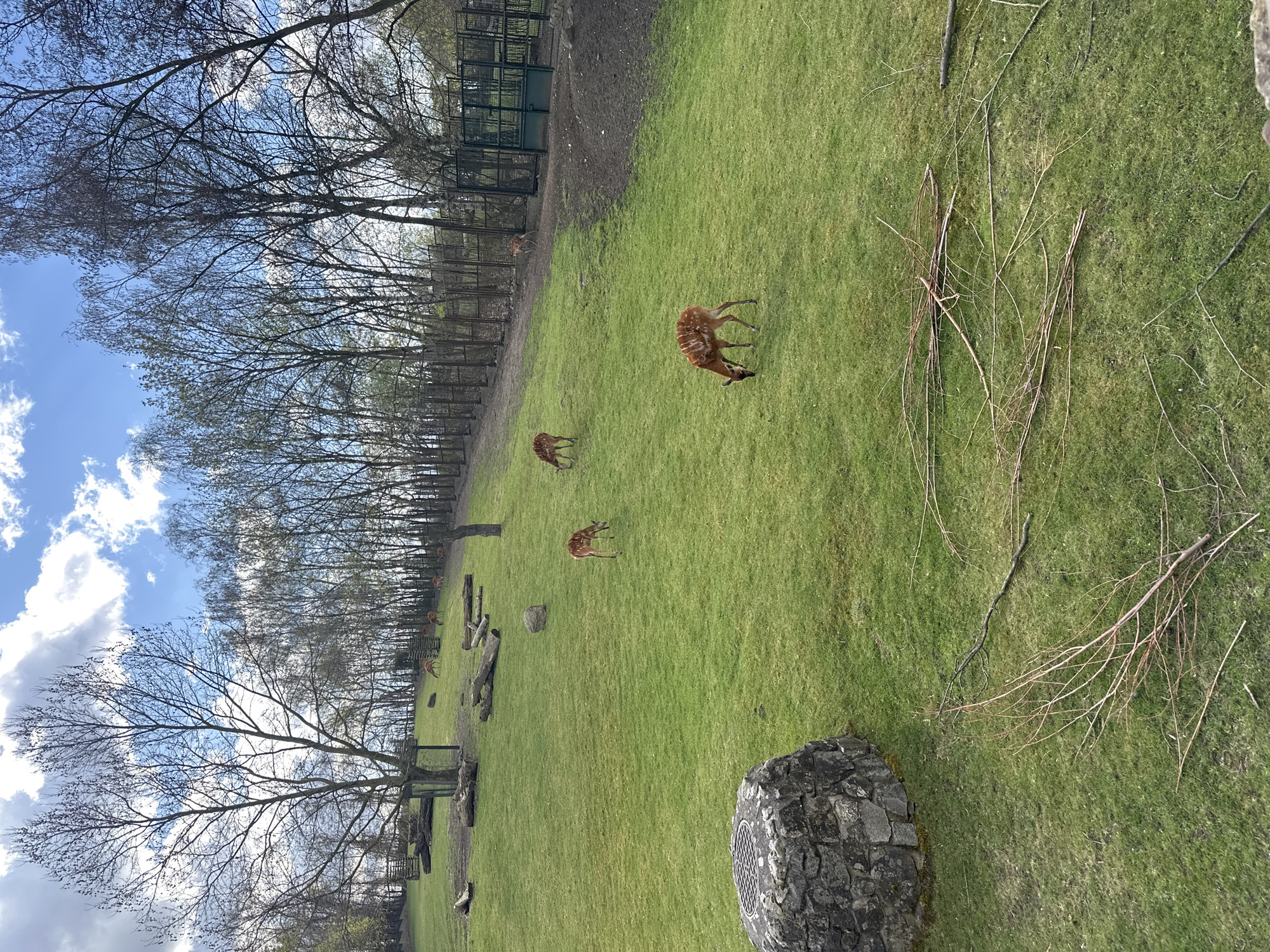 The image shows a grassy enclosure in what appears to be a zoo or park setting. Several small, brown deer-like animals with white markings are grazing in the field. In the background, there are bare trees and a fence that seems to enclose the area. To the right, there are a few fallen branches. A large stone structure is located in the foreground on the right. Based on the presence of similar enclosures and animal types, the location is likely the Wrocław Zoo in Wrocław, Poland.