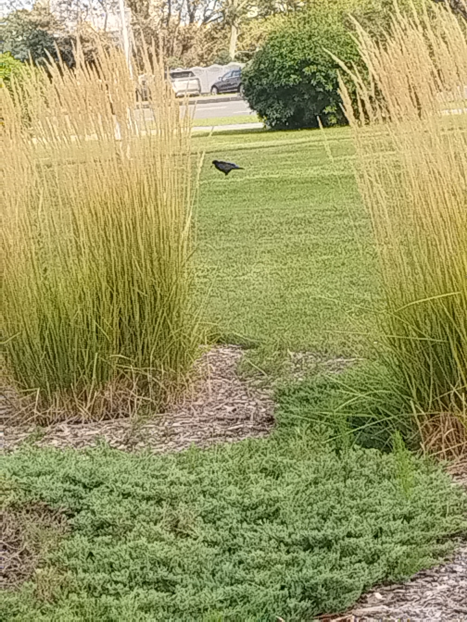 The image captures a partially obscured outdoor scene with a bird in the center, standing on a patch of green grass. The bird is dark-colored and appears to be a crow or a similar species. In the background, a dense green bush is visible, along with trees and a road where cars are parked and driving. The foreground is dominated by tall, dry grasses and a low-lying green bush, possibly juniper. The overall impression is of a park or roadside area. The image does not provide any specific visual clues to confirm its location in Brest, Belarus.