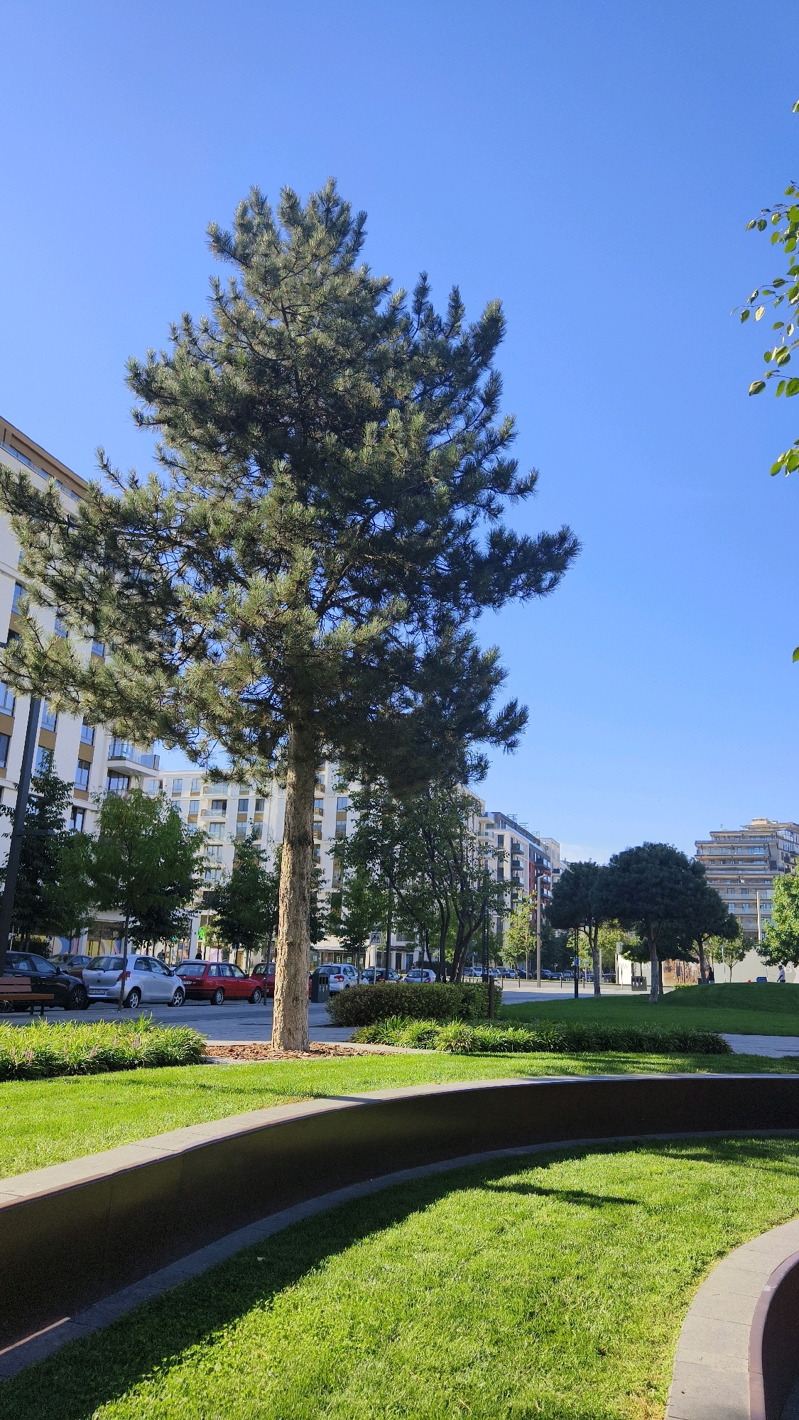 A lone pine tree stands tall in a manicured park area, its branches reaching towards a clear blue sky. In the background, a street is lined with modern apartment buildings and parked cars. The foreground features a lush green lawn and a dark, curved concrete structure, possibly a planter or seating area. The overall scene depicts a well-maintained urban park, likely in Belgrade, Serbia, offering a peaceful green space amidst the city's architecture.