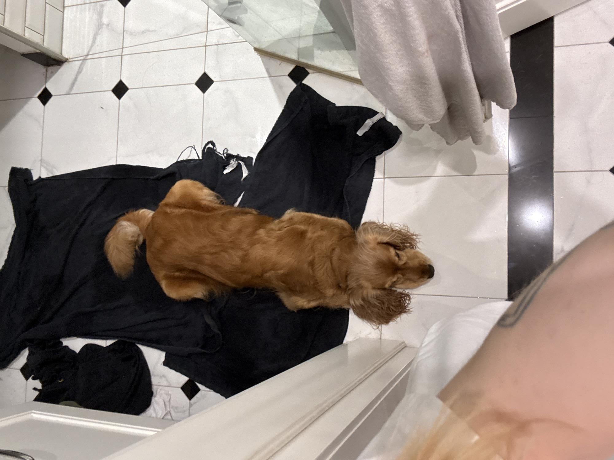 A golden-brown dog is lying on a black towel on a tiled floor. The dog is facing downwards, with its head resting on its paws. Its ears are long and floppy, and its tail is curled over its back. The towel is spread out on the floor, and there are other black garments scattered around it. The floor is tiled with a pattern of white and black squares. To the right of the dog, there are several folded white towels. A person's arm with a tattoo is visible in the bottom left corner of the image.