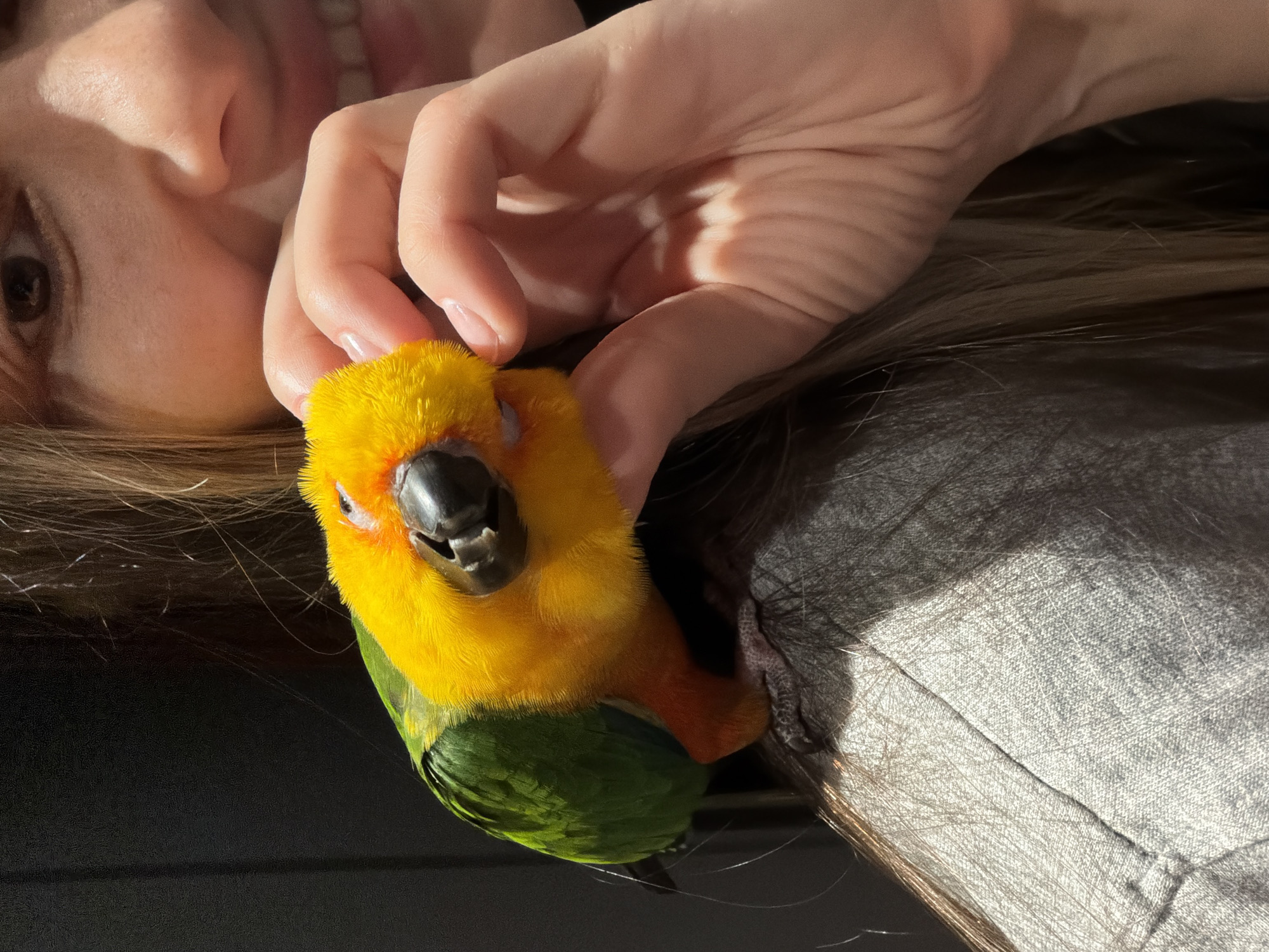 A close-up, indoor shot depicts a person holding a small, colorful bird. The person's face is partially visible in the upper left corner, revealing a brown eye and the suggestion of a smile. Their hand is extended, with fingers gently touching the bird's head. The bird, a probable Sun Conure, is brightly colored with yellow, orange, and green plumage. The background includes strands of the person's brown hair and a portion of a gray garment, possibly a shirt or jacket. The lighting is bright and diffuse, casting soft shadows on the subjects. The location is not discernible from the provided image, and no evidence indicates the location is Khimki, Russia.