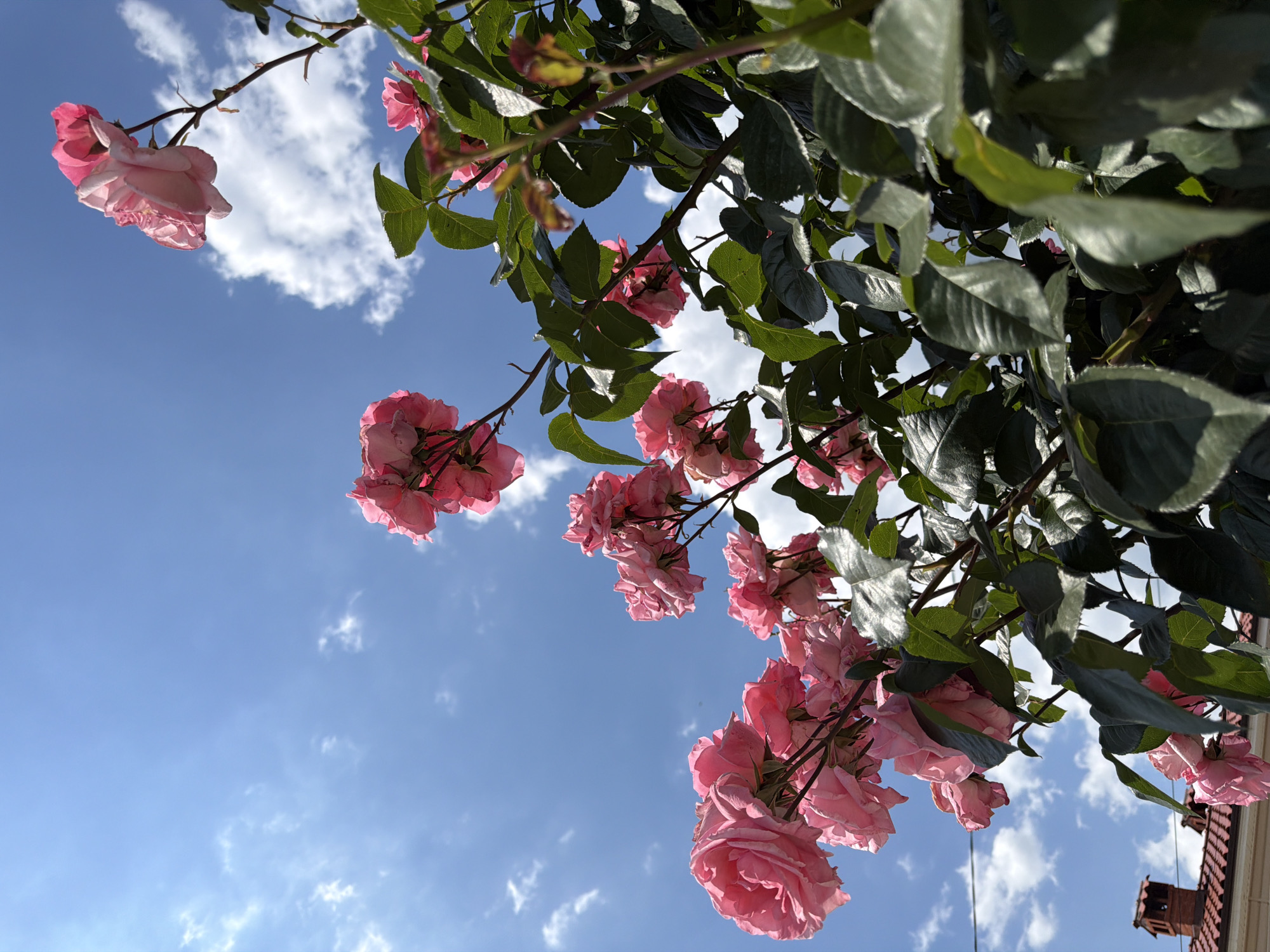 A low-angle shot depicts a cascade of pink roses against a bright blue sky with scattered white clouds. Lush green foliage is intermixed with the blossoms. In the lower right corner, a glimpse of a red-tiled roof and a chimney suggests an urban setting. The location is Dinkata, Bulgaria.