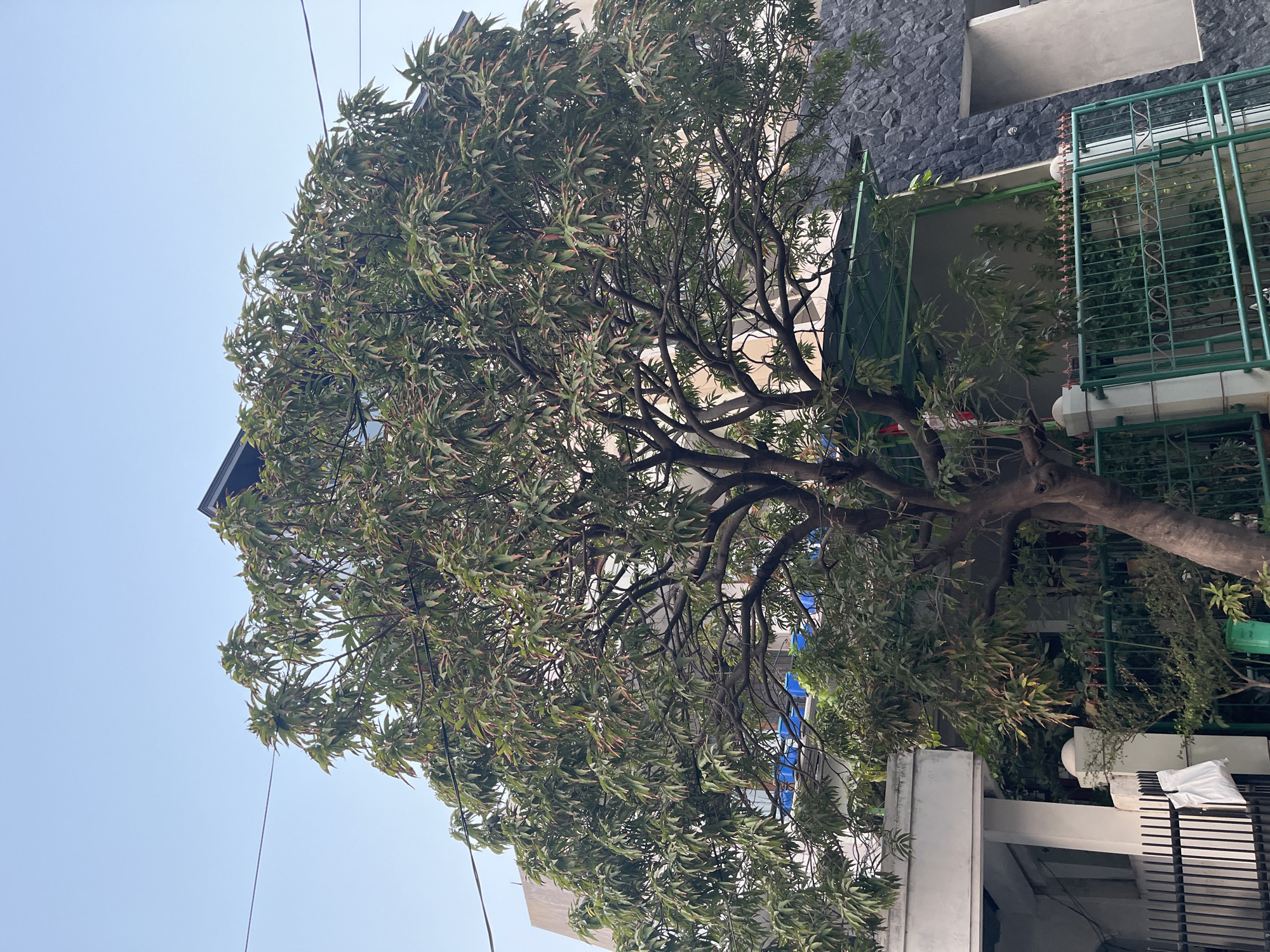 An upward-angle, full-shot photograph depicts a large, mature tree with dense foliage in the foreground. The tree's branches are intricate, with numerous green leaves showing hints of reddish-brown on their tips. Behind the tree, a modern-style house is visible. The house features a dark, angular roofline, a stone-clad section on the right, and a white section on the left with a grey column. A green metal fence runs horizontally in the lower portion of the image, separating the foreground from the house's lower levels. The sky is clear and pale blue. Electrical wires are strung across the upper part of the frame. The scene appears to be an outdoor setting in a residential area.