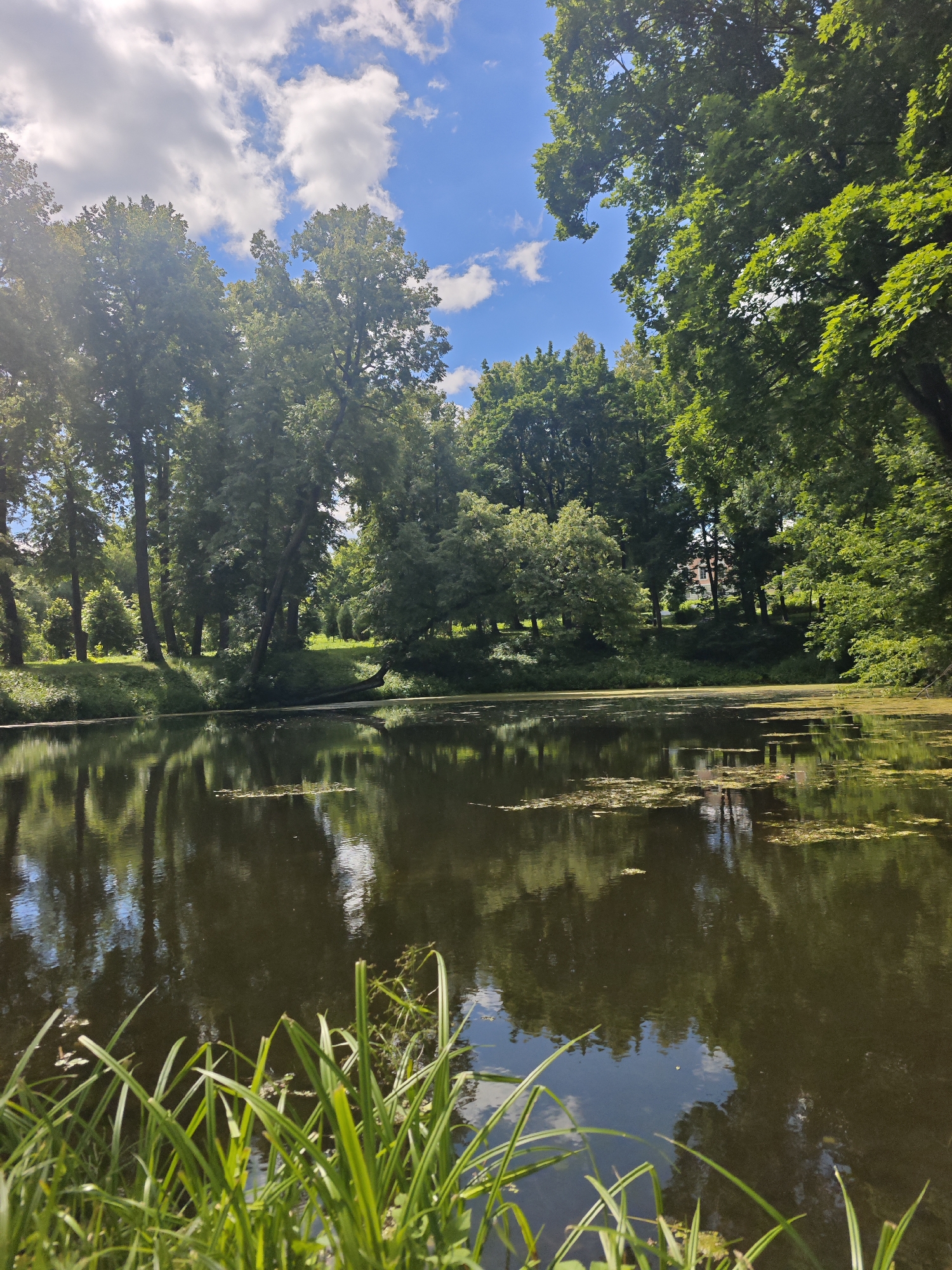 The image captures a tranquil pond surrounded by lush green trees under a bright blue sky with fluffy white clouds. The water's surface reflects the surrounding foliage and sky, with some patches of green algae floating on top. In the foreground, tall green grass blades reach upwards, adding a touch of life to the scene. The trees are dense and varied, with sunlight filtering through their leaves, creating a dappled effect. In the background, a building with a red roof is partially visible amongst the trees, suggesting a park or residential area within the city of Chekhov, Russia. The overall atmosphere is serene and natural.