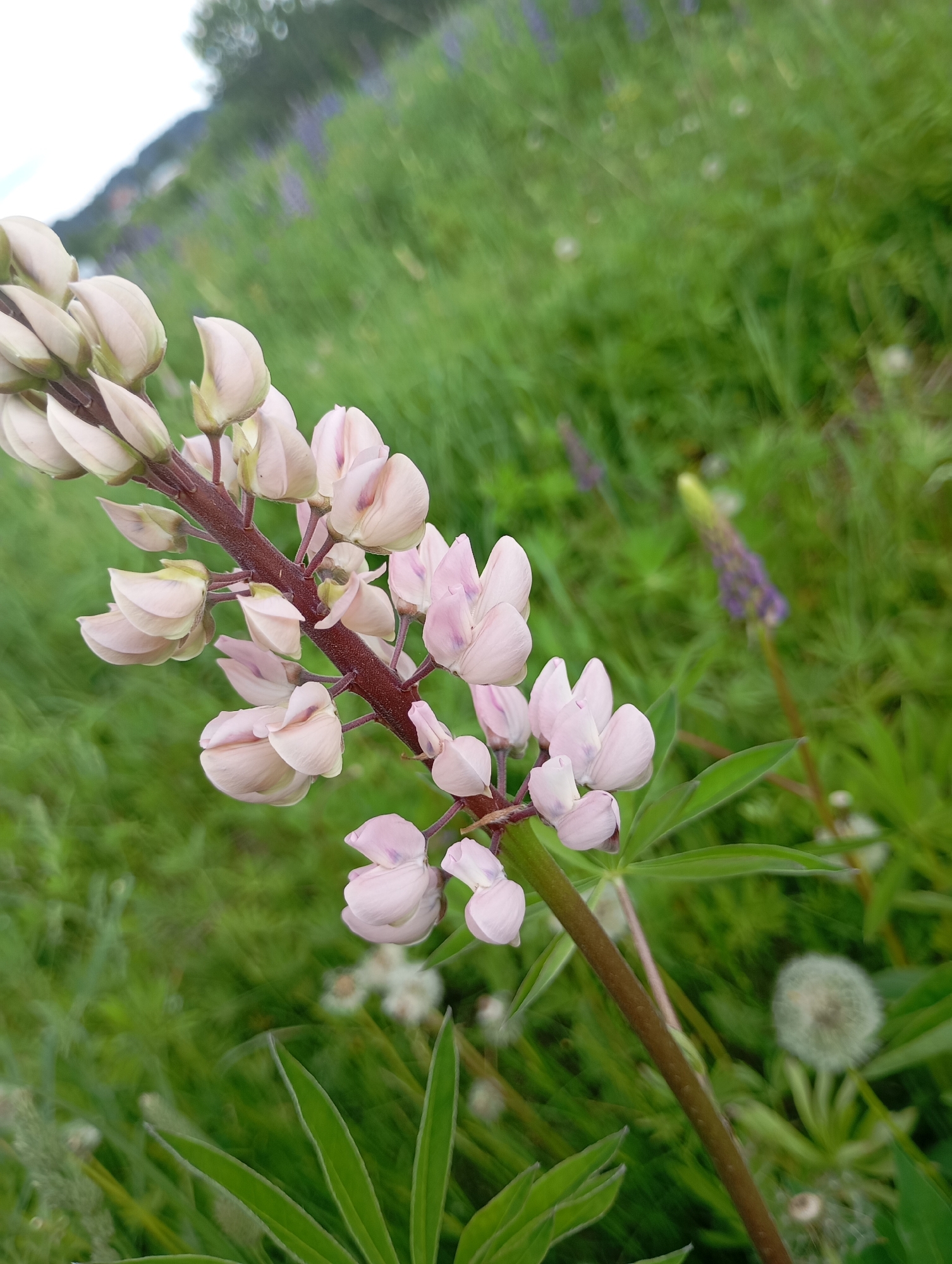 A close-up shot of a blooming lupine flower, featuring primarily unopened buds and partially opened pinkish-white petals. The flower stalk is reddish-brown, and the green lupine leaves are visible at the bottom. The background is a field of green grass, with blurred hints of other lupines and dandelions. The location appears to be natural vegetation, consistent with the vicinity of the city of Фоки, Russia. No people are visible.