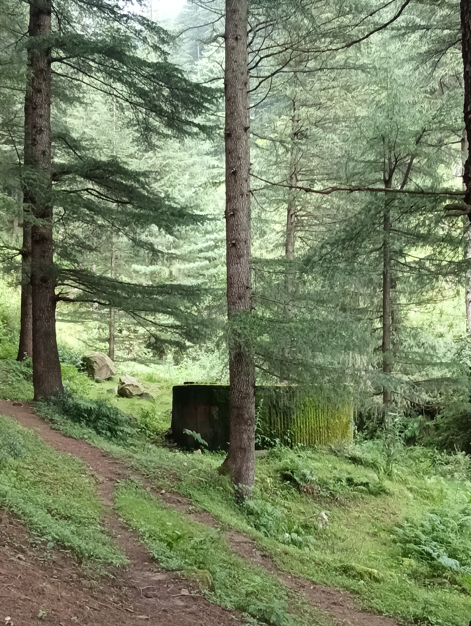 This image shows a dirt path winding through a dense forest of tall evergreen trees, likely pine or deodar, in Chhyal, India. The path is covered with grass and leaves in some areas. In the mid-ground, a dark, rectangular concrete structure is partially visible, covered in moss and vegetation. Two large rocks are also present in the clearing near the structure. The forest floor is covered with lush green undergrowth, including ferns and other plants. The atmosphere is misty and overcast, suggesting a humid or rainy day. No people or animals are visible in the frame.