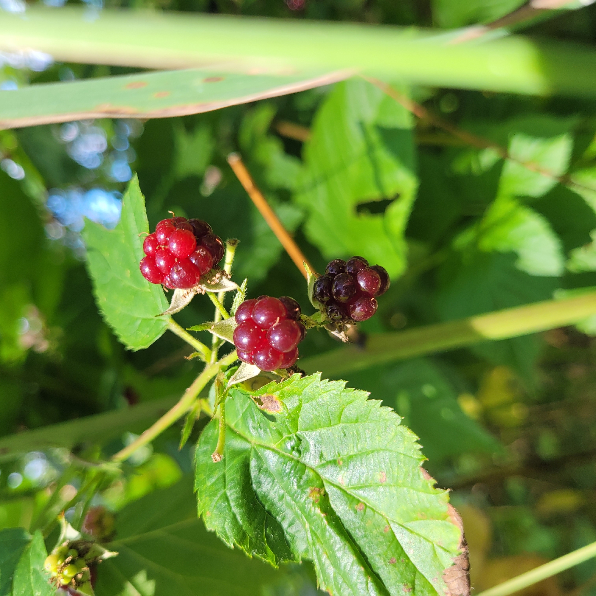 A close-up, outdoor, eye-level shot captures a cluster of ripe raspberries growing on a green leafy branch. The raspberries are deep red to dark purple in color, with visible drupelets. The background is a soft blur of green foliage and dappled sunlight, with hints of blue sky and possibly other plants in the distance. The focus is sharply on the berries and the immediate leaves surrounding them. The image does not contain any people or indications of a specific urban location like Jūrmala.