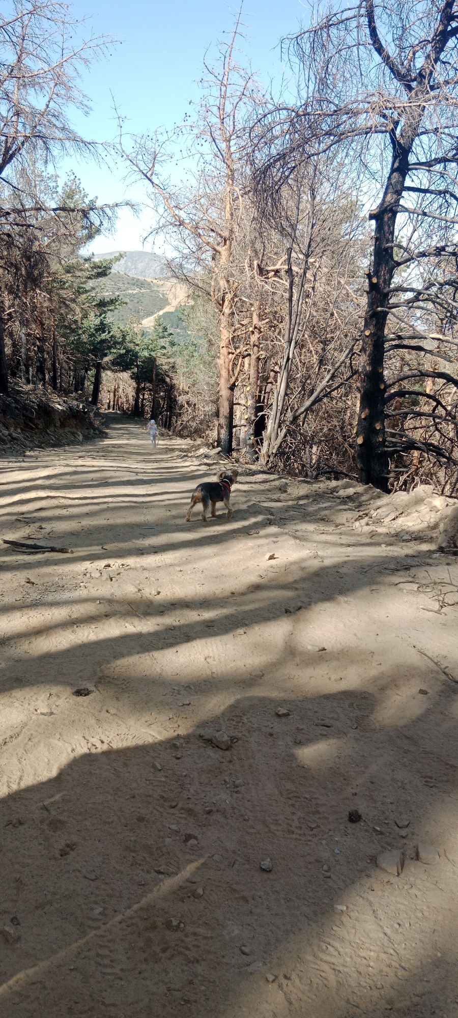 A dog is walking on a dirt road lined with dry, bare trees. The dog is small with brown and gray fur and is wearing a red collar. In the distance, a child in a white outfit is walking on the same road. The background shows a mountainous landscape under a clear blue sky. The environment appears to be a forest that has experienced a fire, as evidenced by the dead and bare trees. The road is dusty and has tire tracks visible.