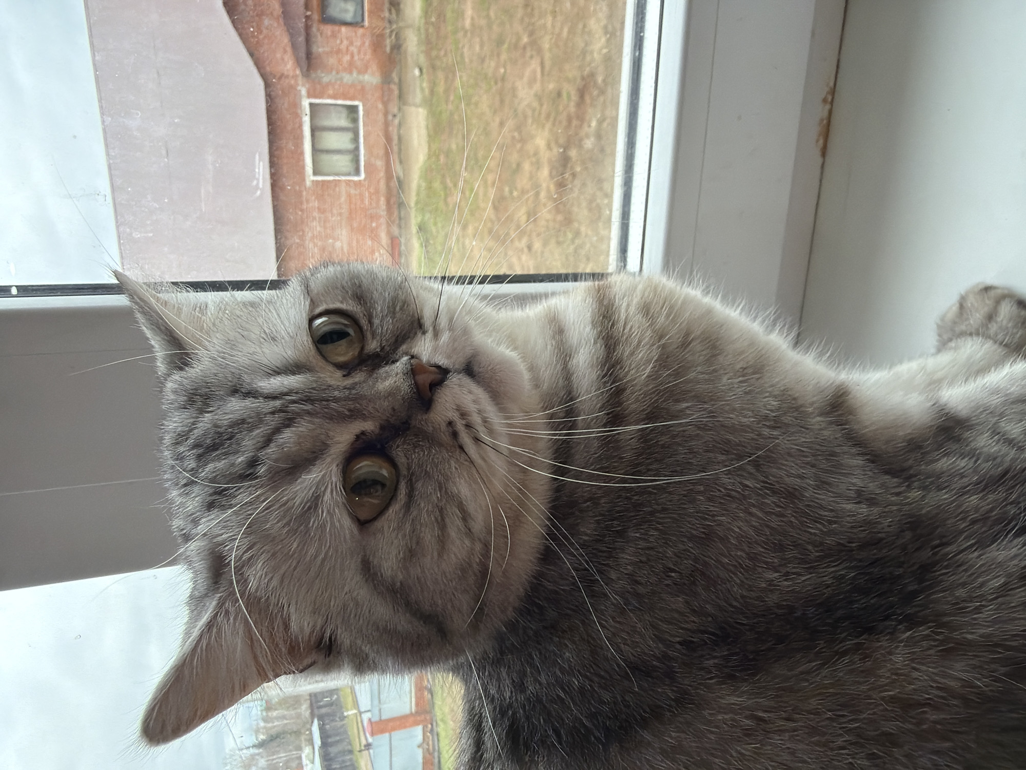 A gray tabby cat lies on a white window sill, looking upwards with its head tilted to the side. The cat has amber eyes and long white whiskers. Outside the window, a brick building with a white-framed window is visible, along with hints of a cloudy sky. The photo was likely taken indoors in the city of Chaikovsky, Russia, due to the location specified.