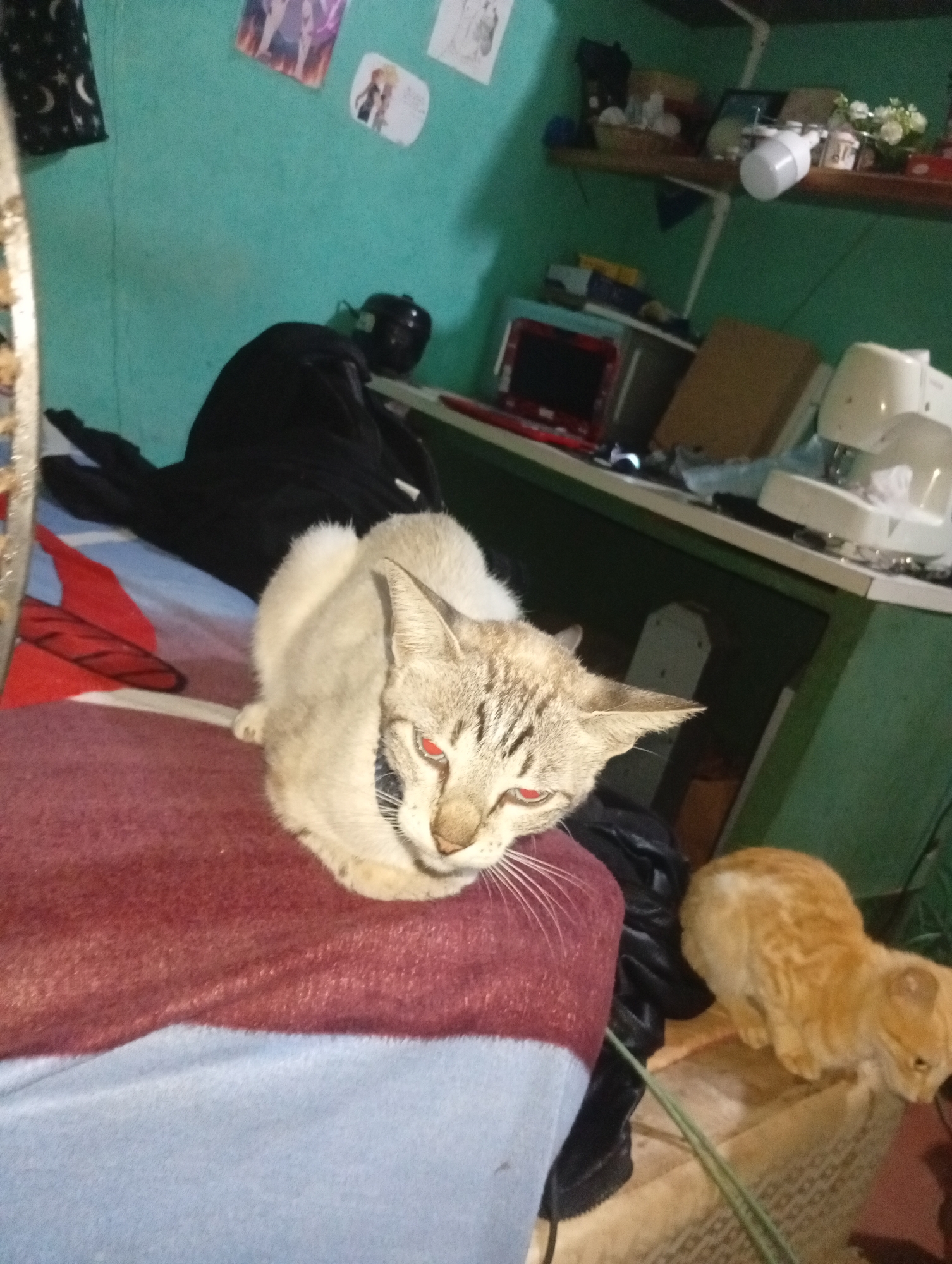 An indoor scene in Altagracia, Venezuela, depicts two domestic cats within a room. In the foreground, a light-colored tabby cat with prominent red-eye effect lies on a maroon blanket covering a light blue sheet. Behind this cat, a black garment rests upon a red and blue patterned fabric. A vertical, reflective, textured object is partially visible on the far left. On the floor in the lower right quadrant, an orange tabby cat stands on a patterned light brown rug, adjacent to green fibrous material. The background features a teal-colored wall adorned with various items, including a black fabric with white celestial patterns in the upper left, two anime-style posters, and additional papers. A wooden shelf, supported by white brackets, is mounted on the wall. The shelf holds a blue object, a woven basket containing white items, a dark framed object, a loose white LED light bulb, and a small vase with white artificial flowers. Below the shelf, a white desk supports a red-framed monitor, a black electronic device, a brown box, and a white sewing machine positioned on the right.