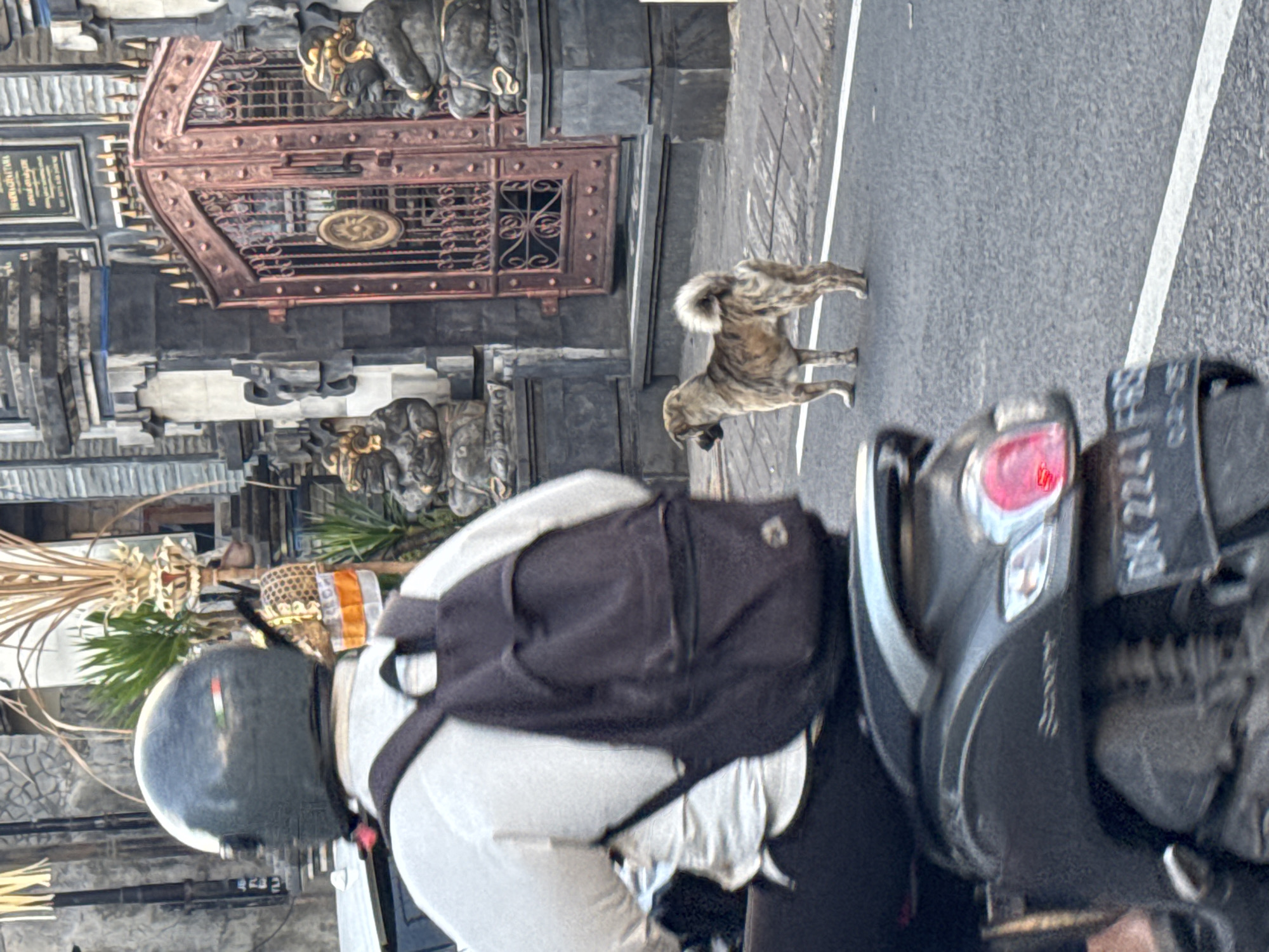 In Kuta, Indonesia, a person wearing a dark helmet and a light-colored shirt with a dark backpack rides a dark-colored scooter. The scooter's rear brake light is illuminated red. A medium-sized dog with light brown and black fur stands on the right side of the road, facing left. Behind the dog and scooter, a decorative metal gate with intricate scrollwork is visible. Flanking the gate are two stone statues of figures with golden headdresses. The background consists of a stone-walled building with ornamental plants. The road has white lane markings.