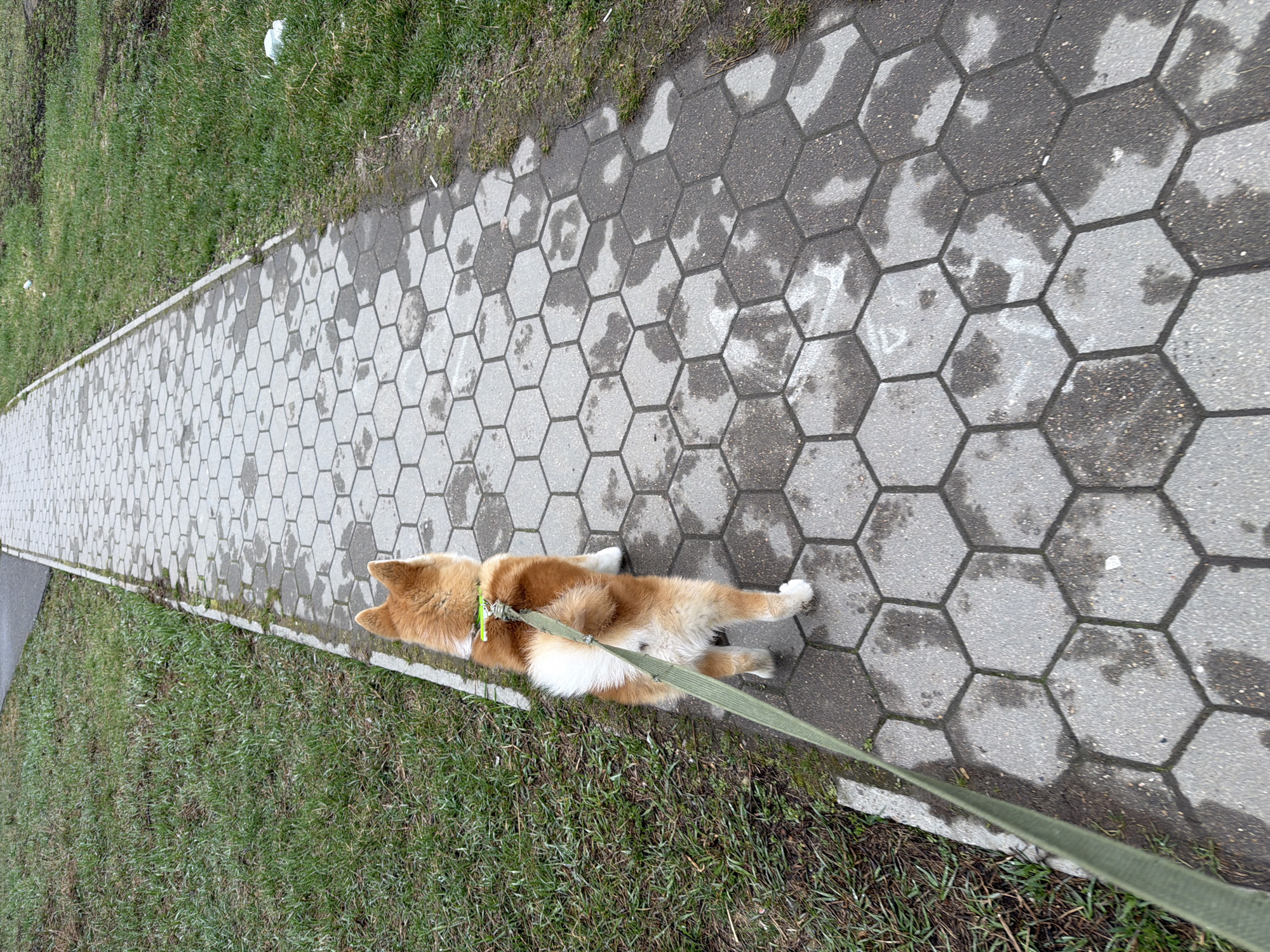 The scene is a paved walkway with hexagonal stones, wet in patches. The walkway is bordered by grass. A light brown and white dog is lying on the walkway, tethered to a green leash. The photograph was taken in the city of Chaikovsky, Russia.