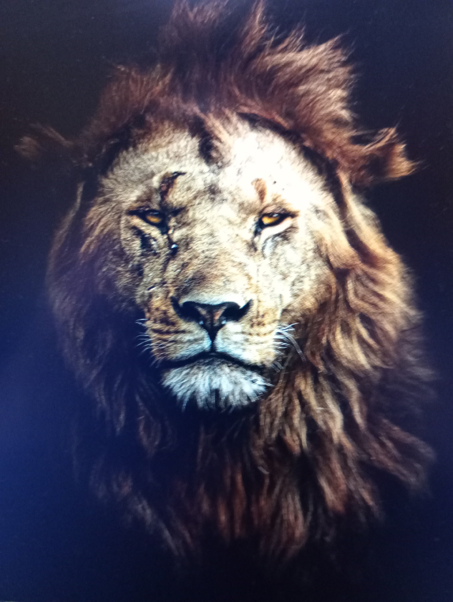 The image is a close-up, head-on portrait of a lion against a dark, blurred background. The lion's face is the primary focus, with its mane appearing windswept and slightly disheveled. Its eyes are open and golden, conveying a sense of alertness. Scars are visible on its forehead and around its eyes, suggesting a life of conflict. The lion's muzzle is prominent, with visible whiskers. The overall tone of the image is dramatic and intense, emphasizing the wild nature of the animal. There is no indication of the city of Harmanli, Bulgaria, or any urban environment within the image.