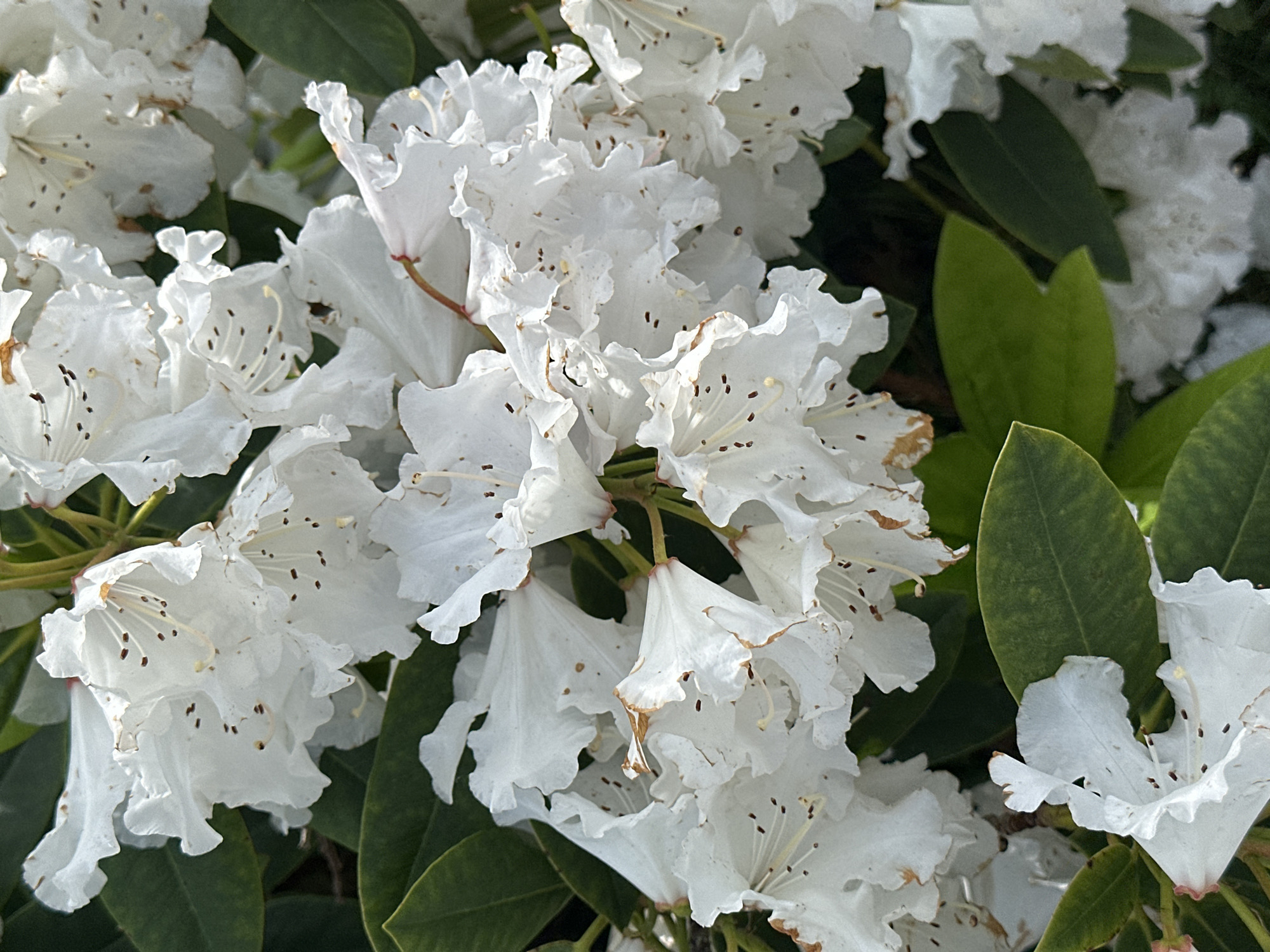The image shows a cluster of white rhododendron flowers in bloom, interspersed with dark green leaves. The flowers have delicate, ruffled edges and are speckled with small brown dots. The overall setting appears to be a garden, but specific details connecting it to Tunbridge Wells, United Kingdom, are absent.