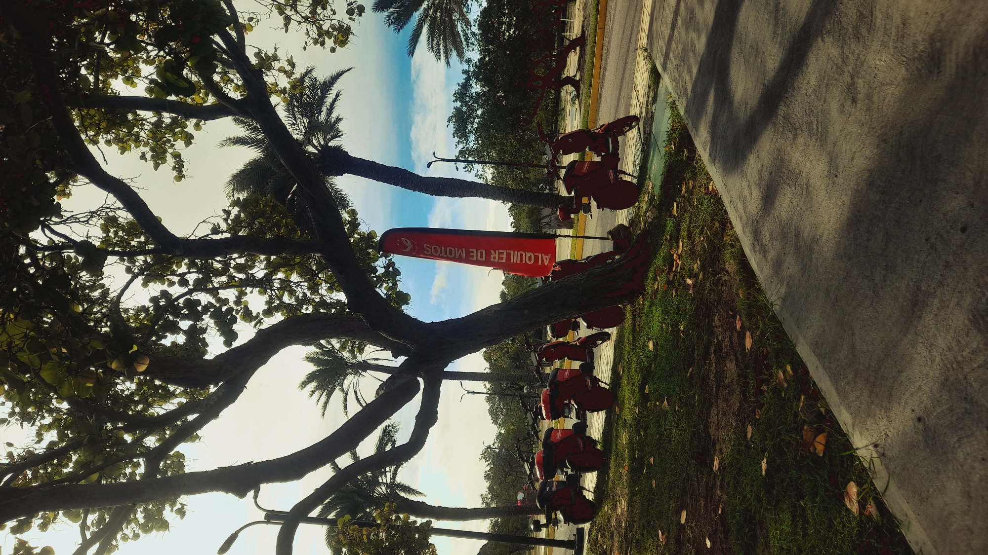 A low-angle outdoor, eye-level shot captures a row of red scooters parked on a grassy area next to a paved walkway. A tall, slender red banner with white lettering that reads "ALQUILER DE MOTOS" (Motorcycle Rental) stands vertically behind one of the scooters. The scene is dominated by the dappled shade of a large tree with dark, gnarled branches and green leaves, casting shadows across the ground. In the background, several palm trees and lush green foliage line a street, with a bright, cloudy sky visible above. The image appears to be taken in a city park or along a coastal road in Pedro González, Venezuela.
