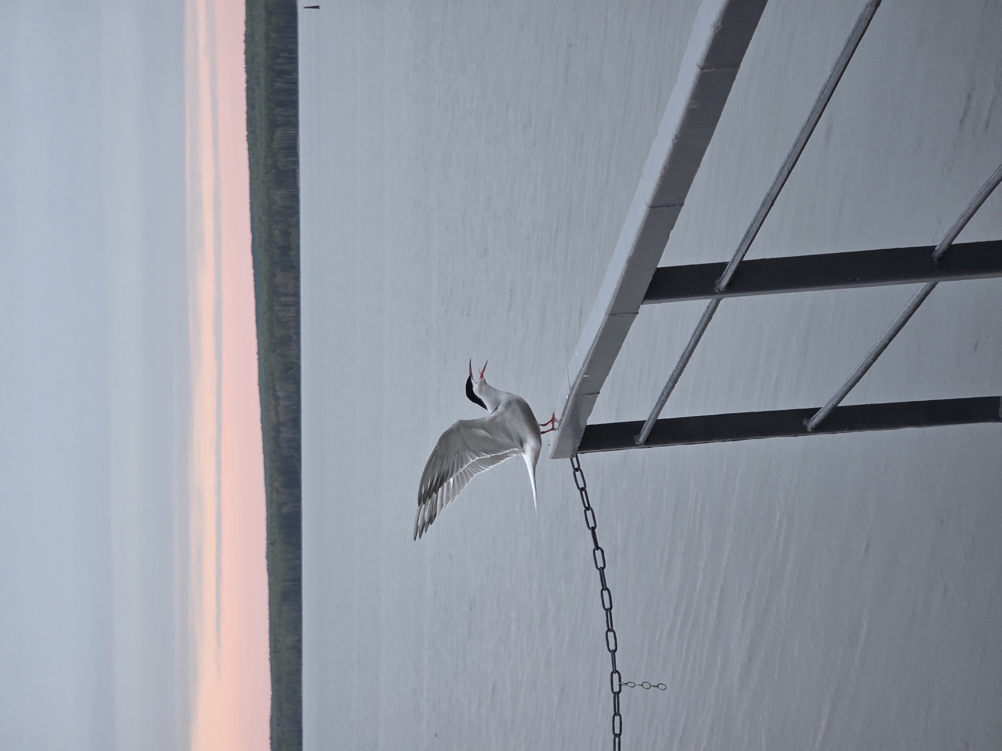 A vertical shot features an Arctic Tern with its wings spread, landing on a gray metal structure with a chain hanging from it. The background consists of a still body of water, with a band of dark green trees visible on the left side of the frame, followed by a pink and gray sky. The shot's location is the city of Chaikovsky, Russia.