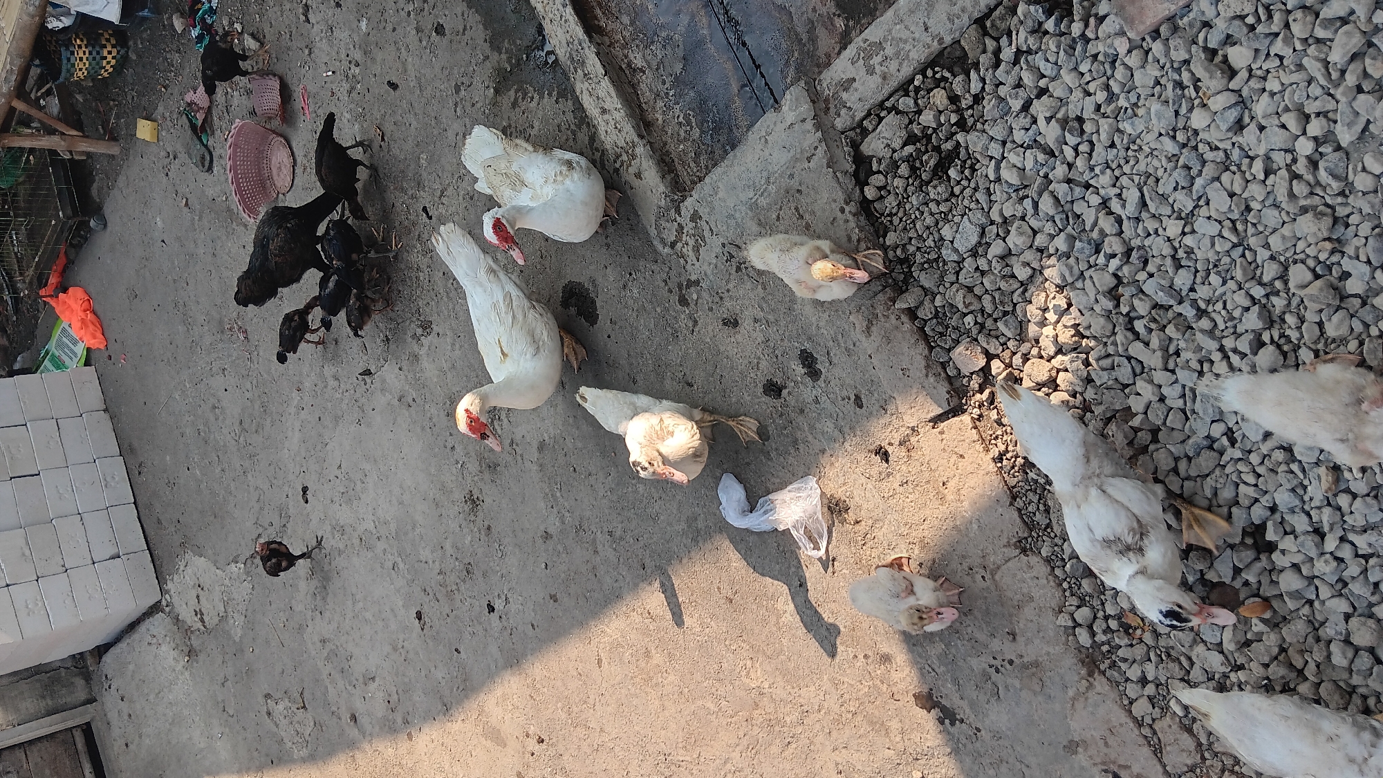 The image depicts an outdoor scene with several birds, including ducks and chickens, on a concrete surface and a gravel area. In the background, there are stacks of white rectangular objects, possibly bricks or building materials, and some scattered debris. A pink basket is visible near some of the chickens. The lighting suggests it is daytime, with shadows cast by the birds and other objects. There are no people in the image. The environment appears to be a yard or an open area, consistent with a residential or rural setting in Sonobekel, Indonesia.