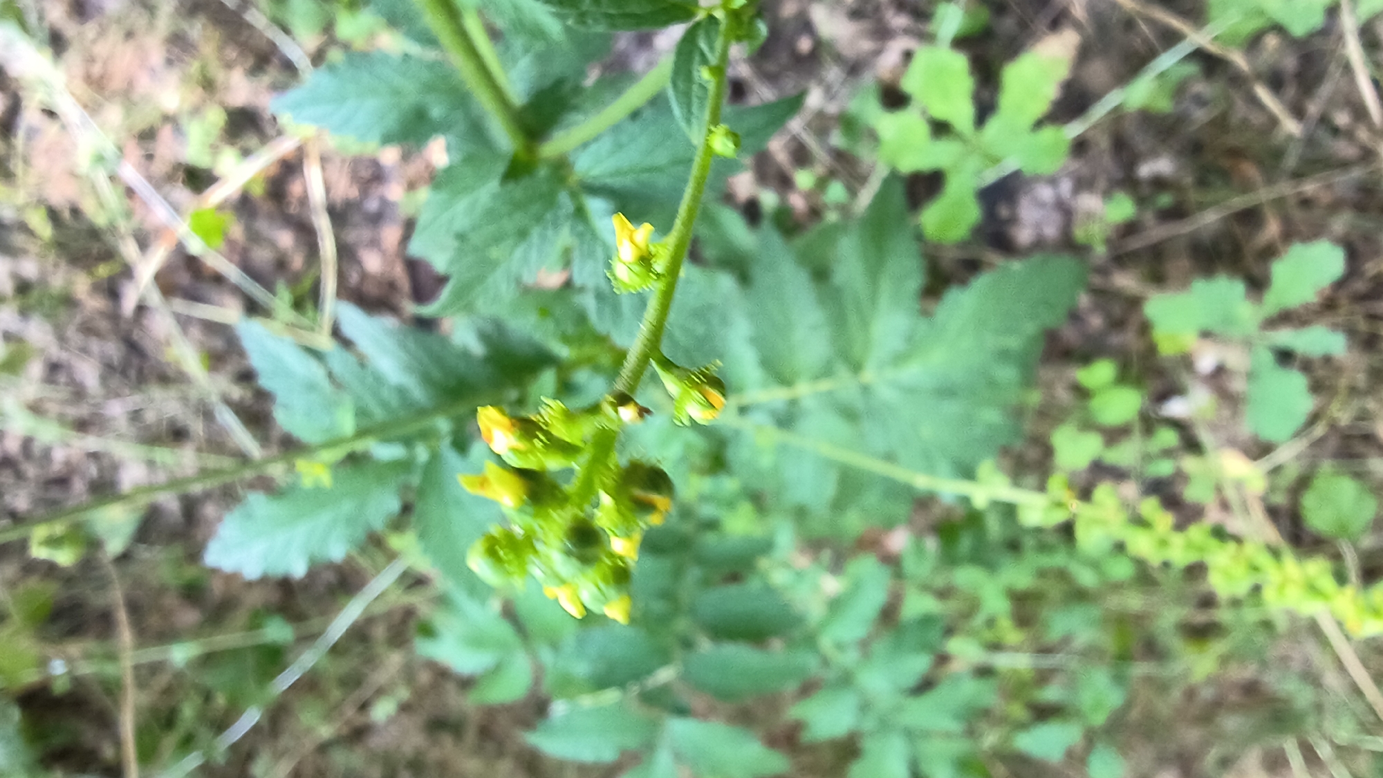 The image shows a close-up of a green plant with small yellow flowers and buds. The plant is in focus, with the background blurred, suggesting it is outdoors in a natural or semi-natural environment. The background consists of other green foliage and brown, dry vegetation, possibly soil or leaf litter. The lighting appears to be natural, outdoor light, casting soft shadows. There are no people or animals visible in the image. The scene suggests a botanical detail, possibly in a garden, park, or wild area. Without specific landmarks, it is not possible to pinpoint the exact location in Mikhaylovka, Russia, but it is likely an outdoor, vegetated area.