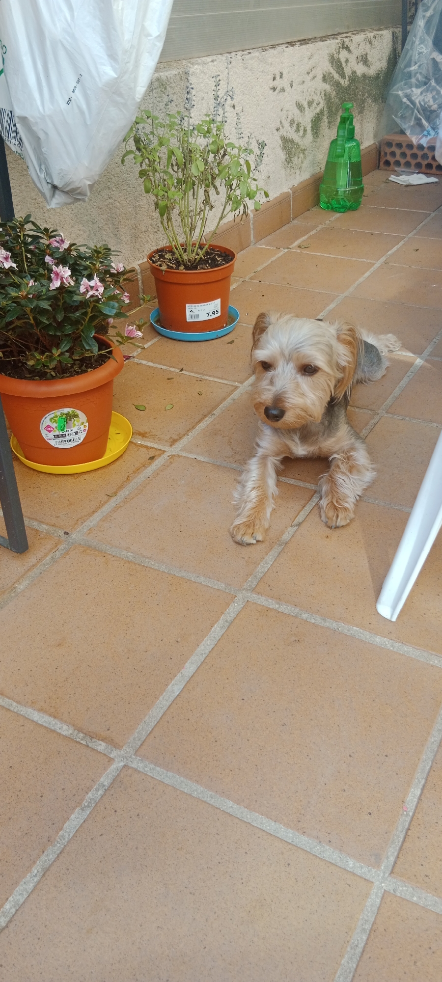 The image shows a Yorkshire Terrier lying on a tiled patio in Galapagar, Spain. The dog is light brown and tan with dark eyes and ears. It is lying on its stomach with its front paws extended forward and its back paws tucked underneath. In the background, there are two potted plants: one with pink flowers and another with green leaves. There is also a green plastic watering can and a white plastic bag. The patio is made of terracotta tiles. The scene appears to be a residential outdoor space.