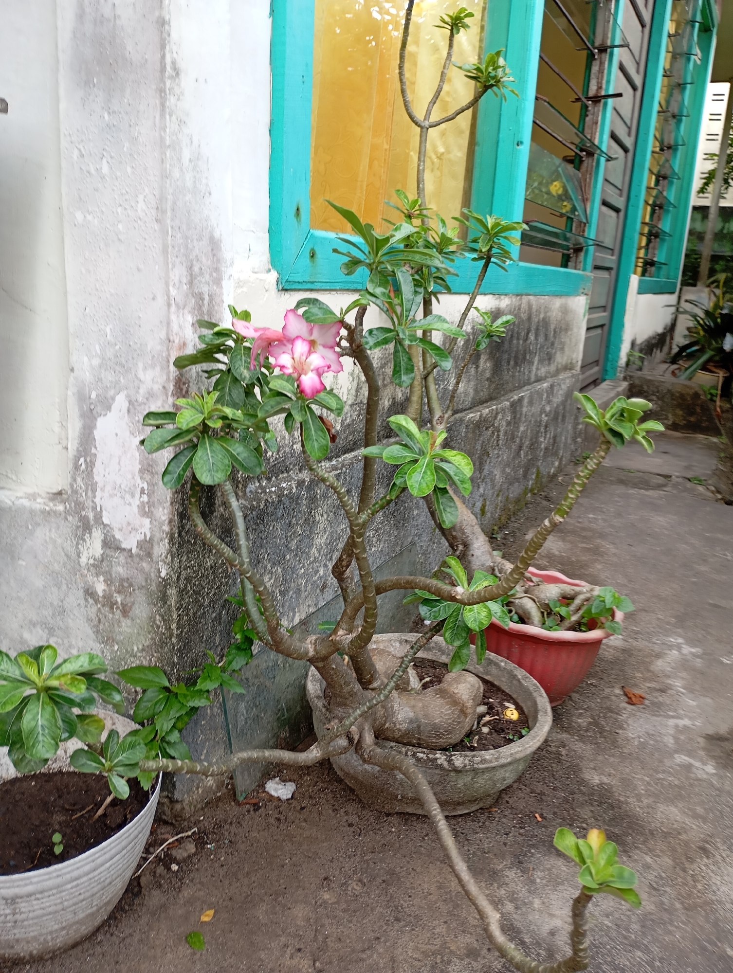 In Balikpapan, Indonesia, this image depicts an outdoor scene adjacent to a building. A large desert rose plant with a thick, gnarled trunk and branches is the central subject, bearing several pink and white flowers. It is potted in a weathered, circular concrete planter. To the left, a smaller plant in a white pot is visible, with dark soil and a few small green leaves. Behind the main plant, a red plastic pot contains another plant with green foliage. The background features a section of a building wall with peeling white paint and a concrete texture, next to a window with a bright yellow curtain and a teal-colored frame. Further to the right, another window with louvred glass and a teal frame is visible, suggesting a residential or commercial structure. The ground is paved with concrete, showing some staining and scattered debris. The overall impression is a slightly unkempt but functional outdoor space, possibly a courtyard or walkway, common in urban Indonesian settings.
