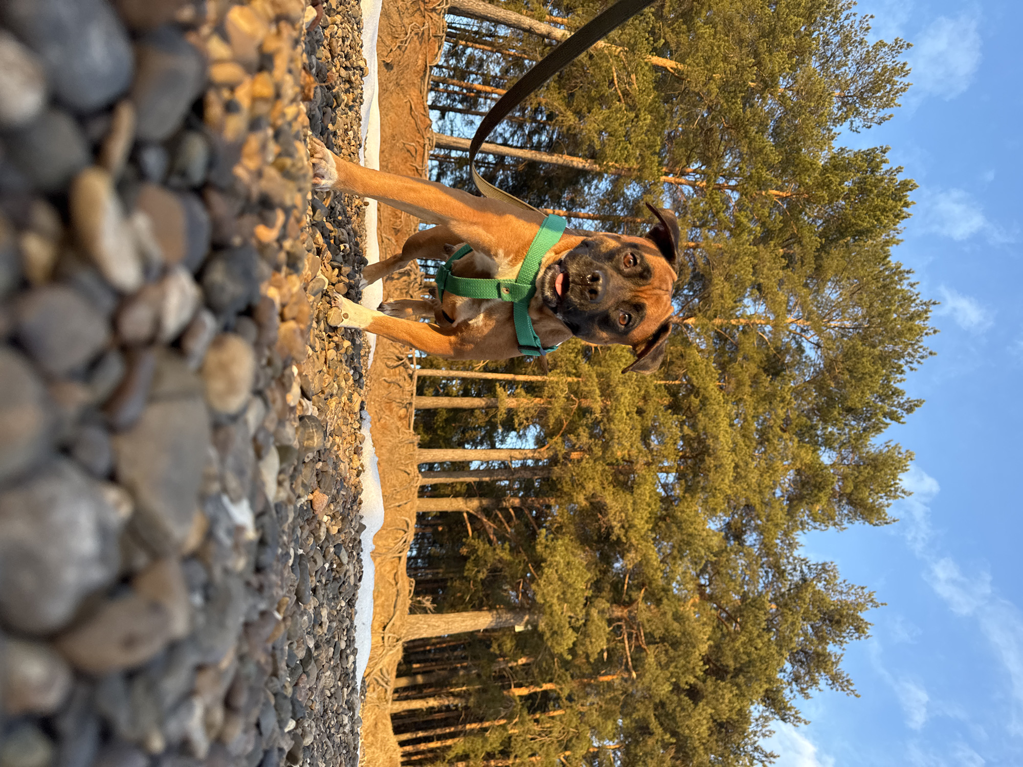 The image depicts a boxer dog wearing a green harness and black leash on a beach in Chaikovsky, Russia. The dog is standing on a rocky beach with large pine trees in the background. The sky is blue with light clouds. Snow is present.