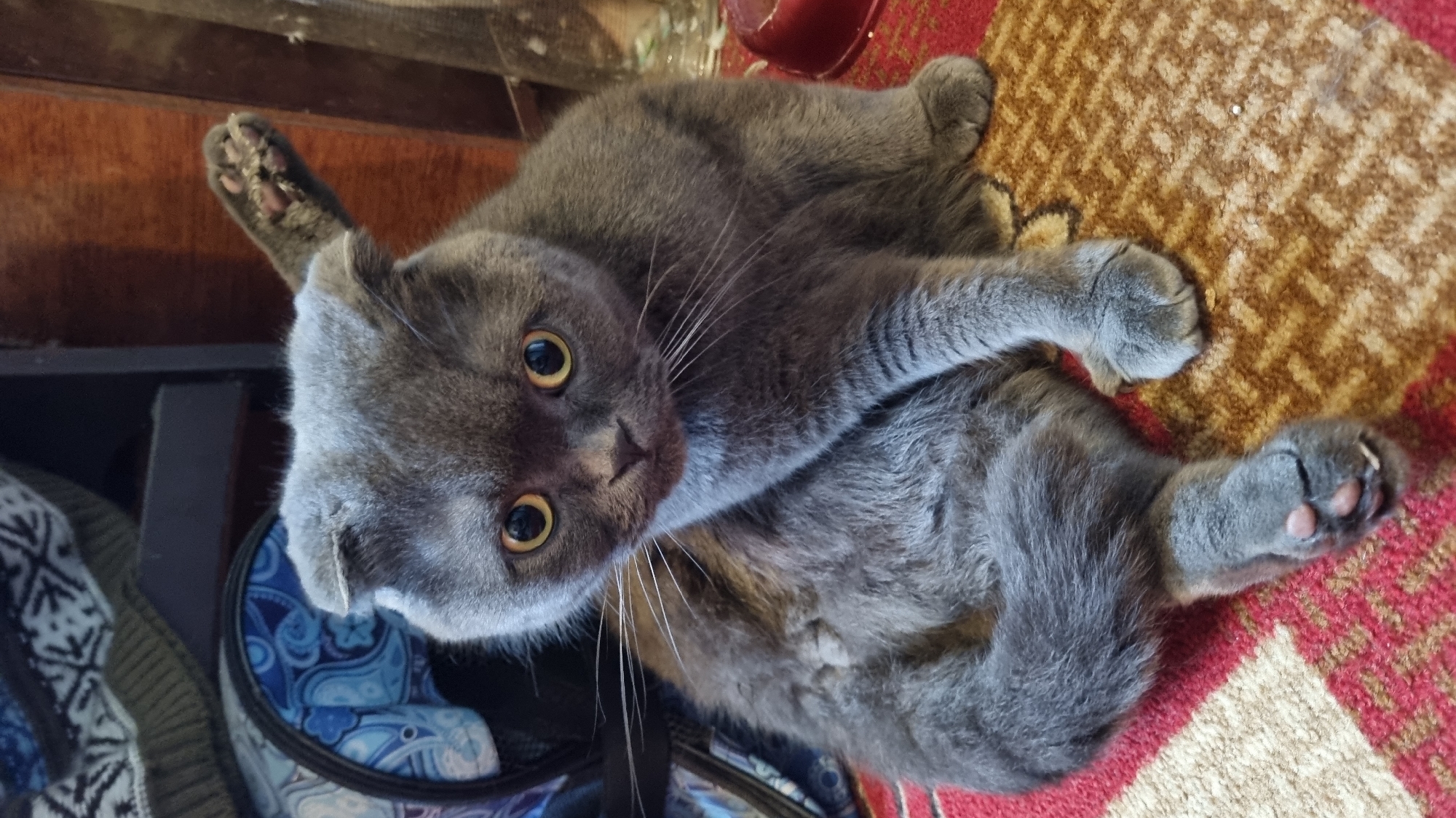 A grey Scottish Fold cat is lying on a rug with a red and beige diamond pattern. The cat is facing forward with its paws spread out. Its ears are folded down, and its eyes are wide and yellow. Behind the cat, a blue and white patterned pet carrier is visible. To the right of the cat, a blurry glass container and a red bowl can be seen. The background is dark and indistinct, suggesting an indoor setting. The location of Vysokoe, Russia is not evident in the image.