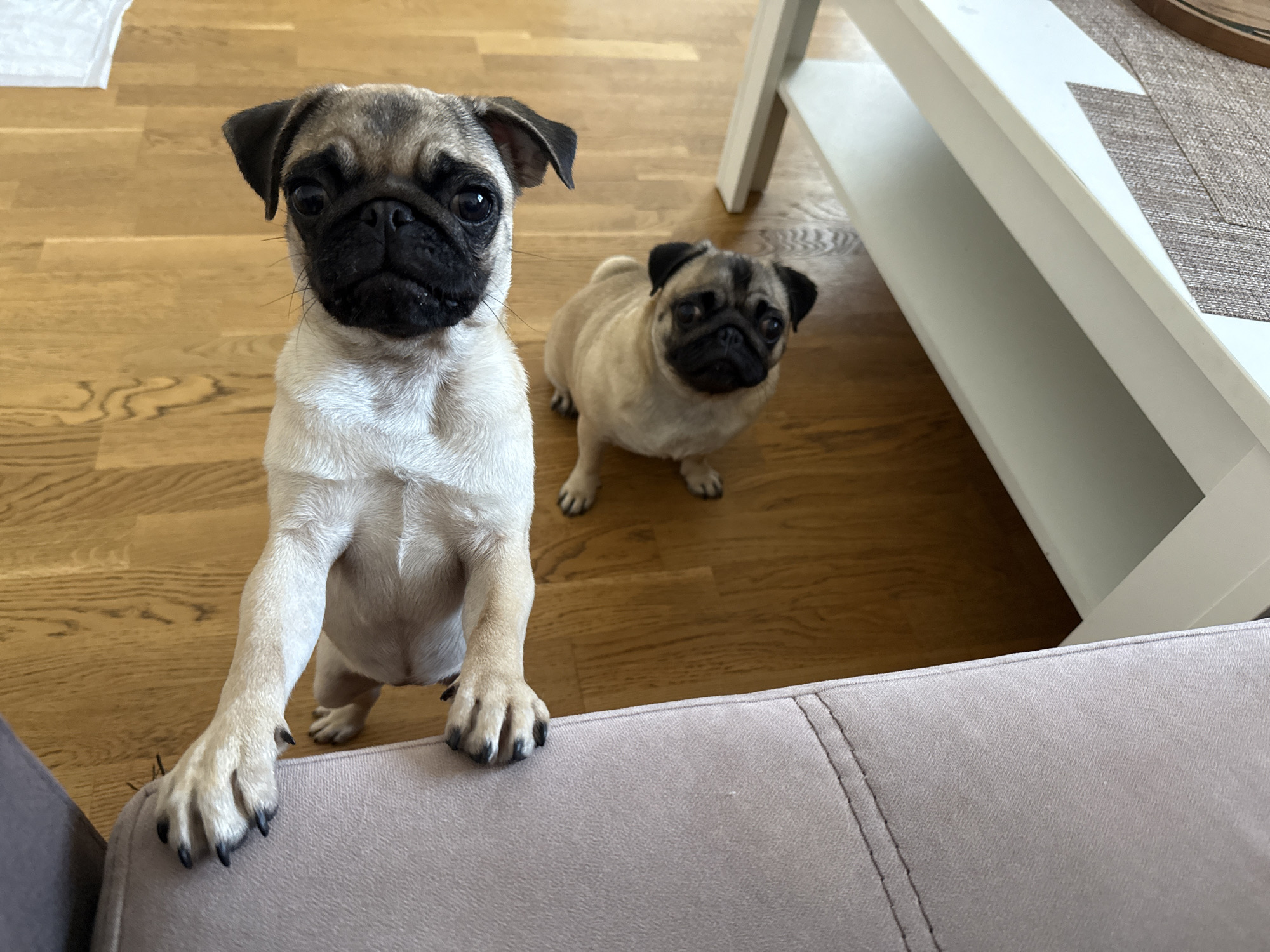 Two pugs are present in the foreground and midground of the image. The pug in the foreground is standing on its hind legs, with its front paws resting on a plush, light-colored sofa. This pug is facing forward, with its head tilted slightly, looking directly at the camera. Its fur is fawn-colored with a black mask around its face and ears. The pug in the midground is sitting on a wooden floor, facing towards the camera but with its head turned slightly to the right. This pug is also fawn-colored with a black mask. The background consists of a light brown wooden floor and a portion of a white table. The overall scene appears to be indoors, possibly in a living room.