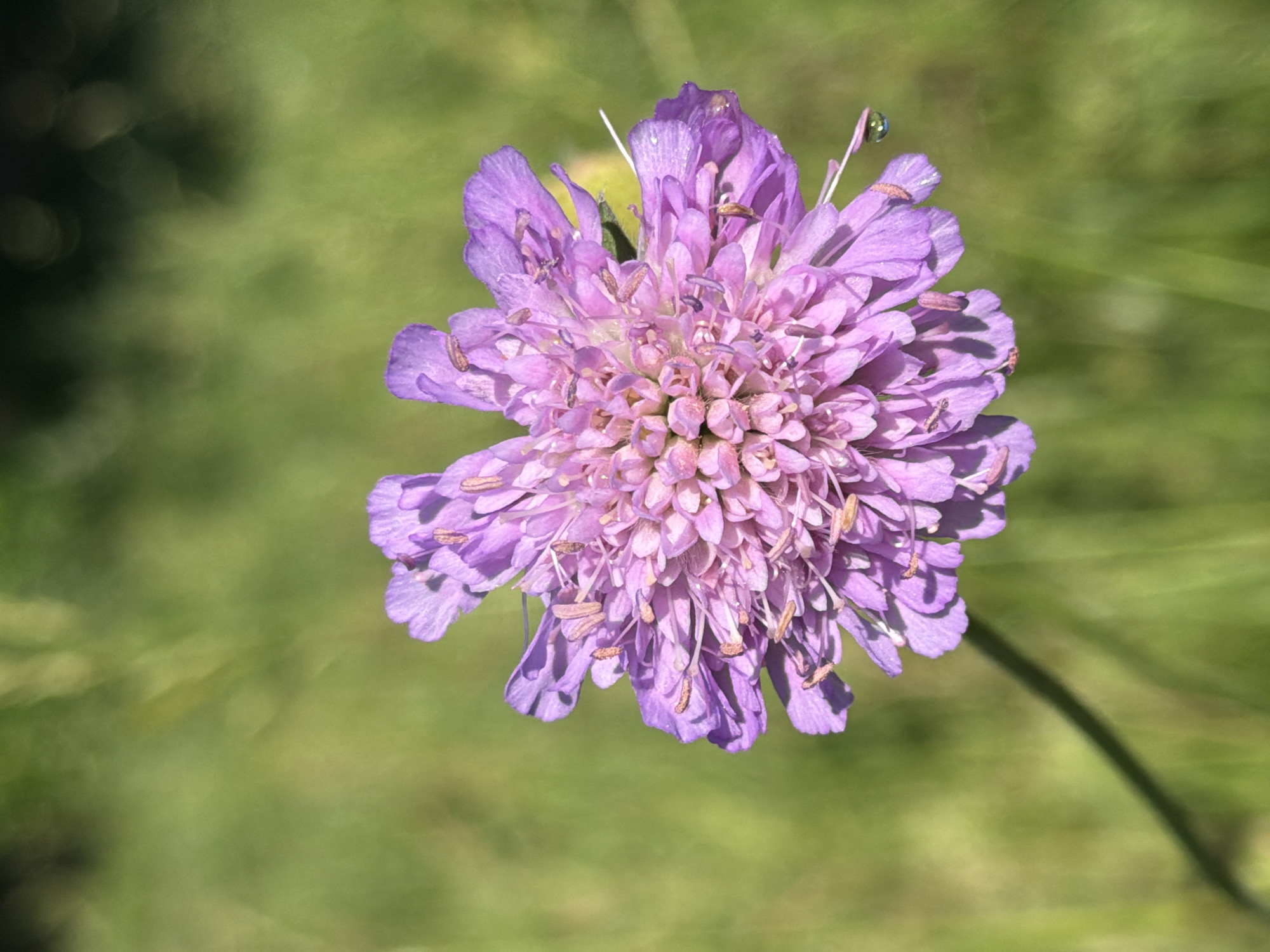 The image features a close-up, top-down view of a single, vibrant purple flower. The flower has a complex structure with numerous delicate petals and stamens radiating from its center. The petals are finely textured, with some appearing slightly ruffled or curved. Tiny brown specks, likely pollen or parts of insects, are visible on the petals and within the flower's center. A single, small, clear droplet, possibly dew or rainwater, is perched on the tip of one of the flower's upper petals, catching the light.
The background is a soft, out-of-focus blur of green, suggesting a natural, outdoor setting like a garden or meadow. The lighting appears bright and natural, indicative of daytime, likely with the sun illuminating the flower from above, creating subtle shadows on its petals. There is no visible text in the image. The overall impression is one of natural beauty and delicate detail, focusing on the intricate structure of the flower.
