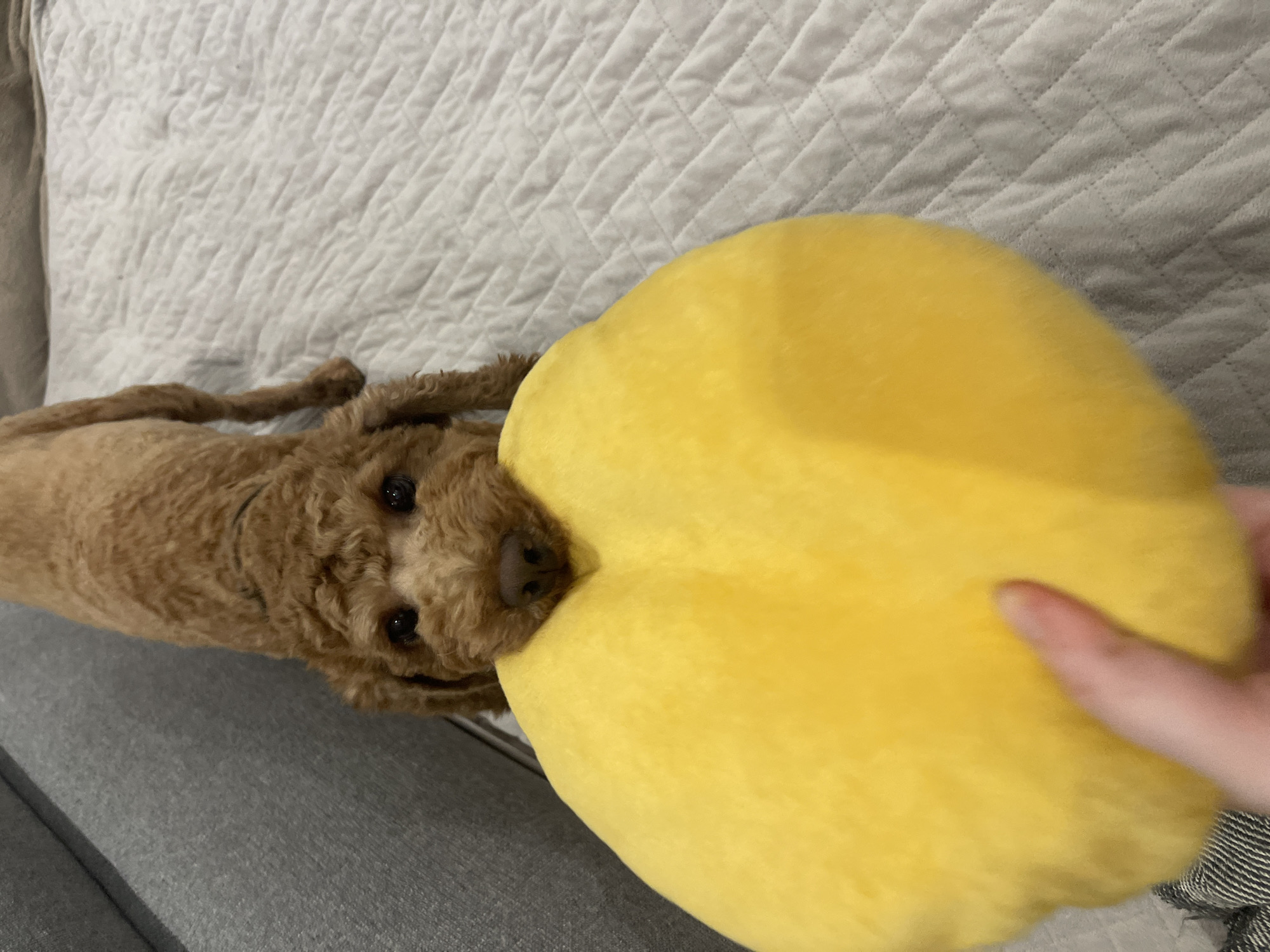 A brown poodle is lying on a quilted sofa, playfully biting into a large, soft yellow pillow. The dog's head is nestled into the pillow, with its eyes looking towards the camera. The pillow is the dominant object in the foreground, and the dog is partially obscured by it. A human hand is visible on the right side of the image, touching the pillow. The background shows the textured surface of the sofa. The lighting suggests an indoor setting, likely during the daytime. The overall mood is playful and relaxed. There is no visible text in the image.