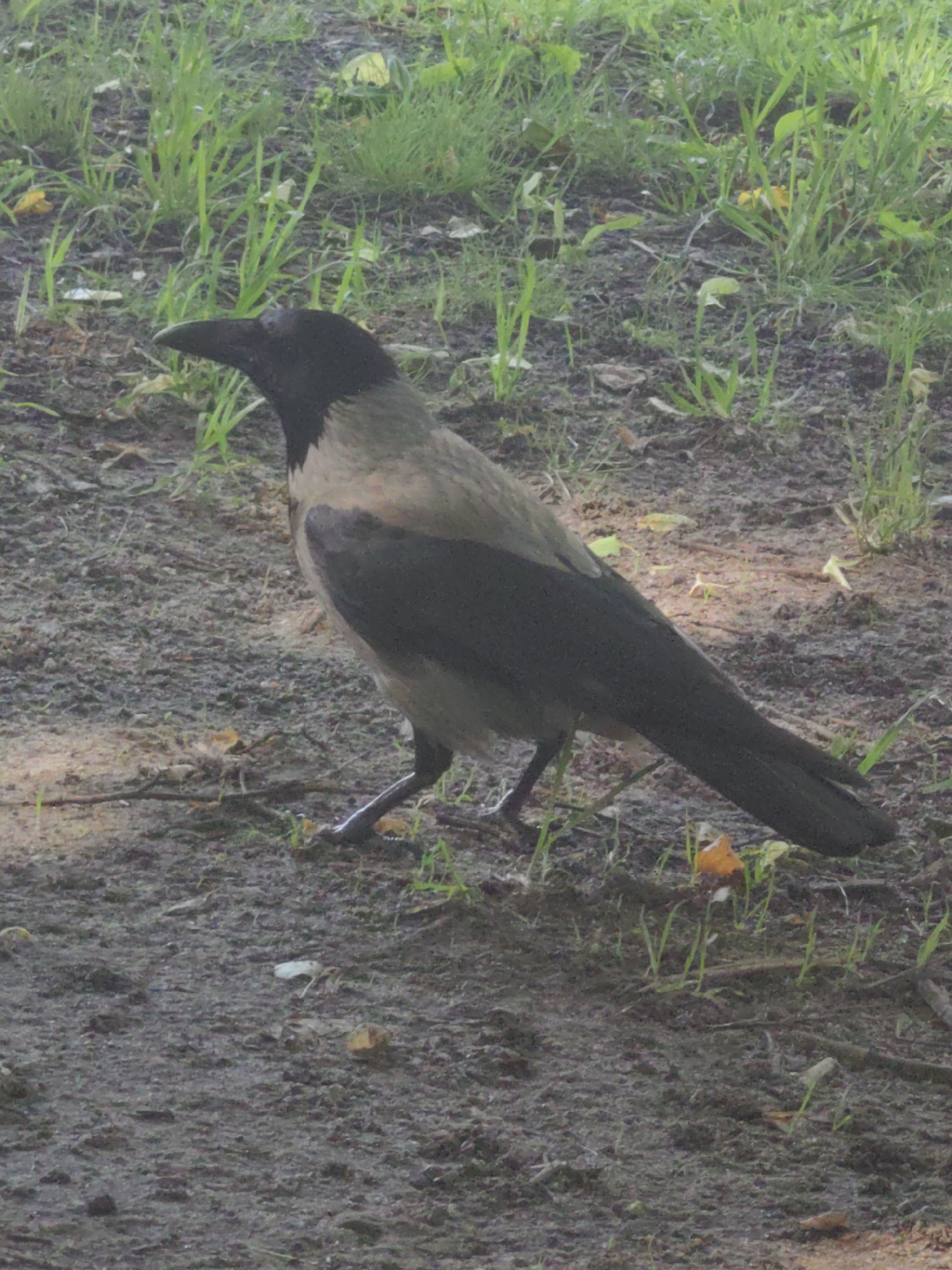 A hooded crow stands on wet, dark soil mixed with green grass and scattered leaves. The bird is facing left, with its black head and neck contrasting with its grey back and wings, and black tail feathers. Its legs and feet are black and appear wet. The background consists of more grass and dirt.