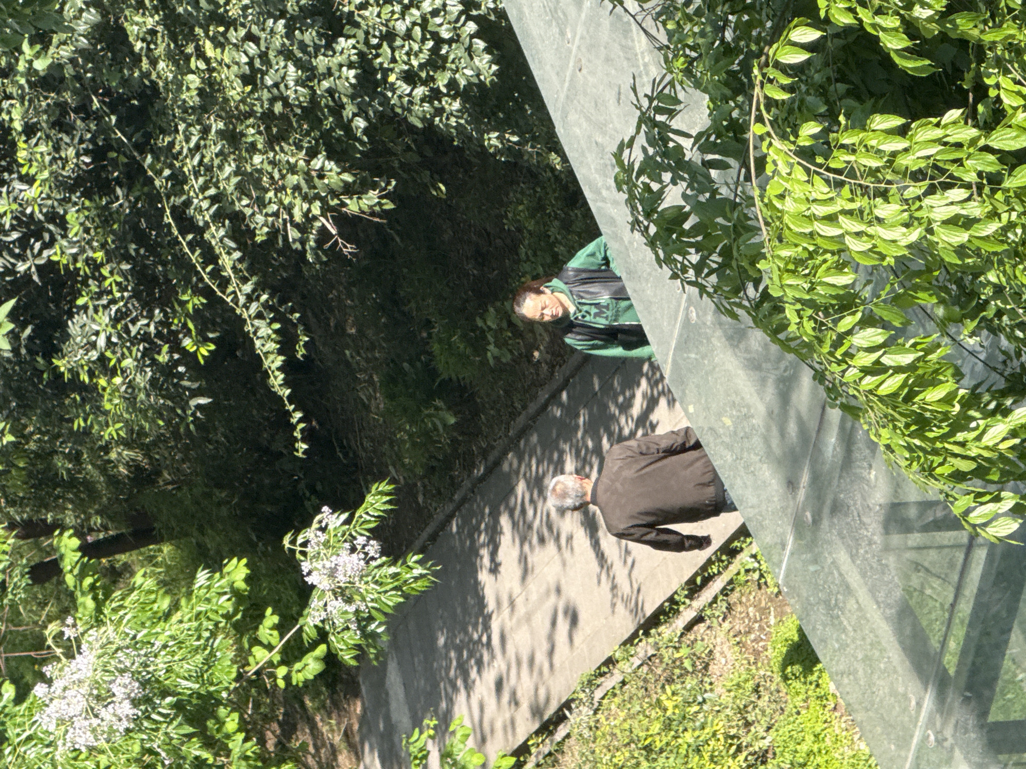 Observed from above, a gray concrete pedestrian walkway is lined with green trees and bushes. Two people are walking along the walkway. An individual in a dark jacket walks ahead of a second person who is wearing a green top and a black vest. The walkway is enclosed by a high gray wall or barrier with dense, light-green foliage hanging down over it. This scene is located in Shapingba District, China.