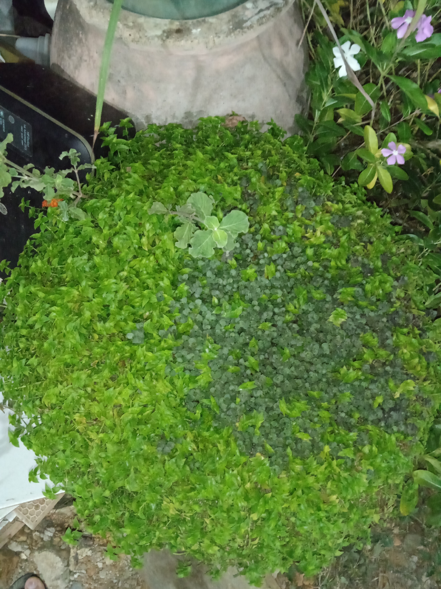 The image shows a dense cluster of green plants, resembling ground cover, growing in what appears to be a pot or container. Some of the plants have small, rounded leaves, while others have larger, more textured leaves. There are also a few taller plants with flowers visible in the background. The plants are situated on a tiled surface outdoors, with some soil and debris visible. Other objects can be seen in the periphery: a cement pot, a black object (possibly electrical), and miscellaneous ground debris. There is no evidence to either verify or deny that the picture was taken in the city of Los Chacos, Venezuela.