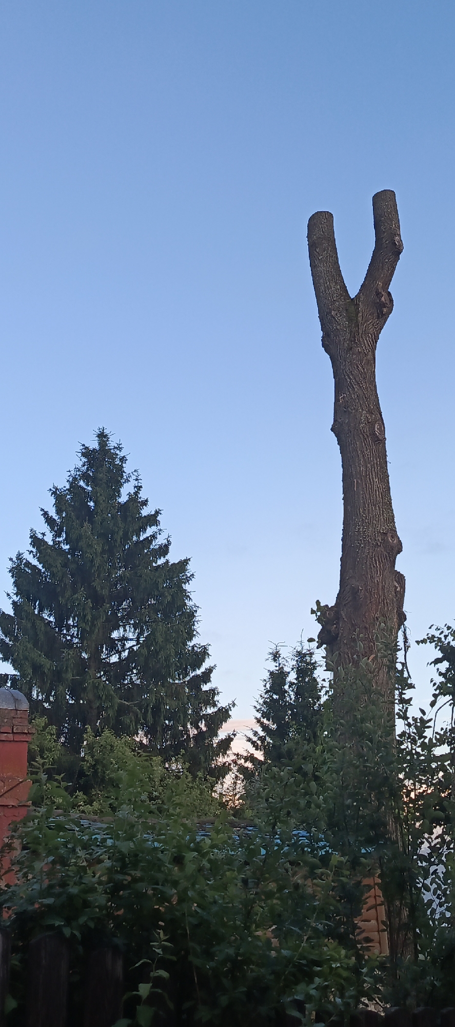 An outdoor, vertical, full shot shows a Y-shaped tree stump with a light blue sky behind it. The stump is in the center of the image and its trunk is dark brown with a rough texture. The tree branches are cut off at the top, leaving two distinct prongs that resemble a Y. To the left of the stump is a large, dark green spruce tree. In the foreground, there are various green bushes and foliage, with a wooden fence visible at the bottom. The background also includes other trees and a hint of what might be a building or structure. The image appears to have been taken during the day, likely in the late afternoon or early evening, given the soft lighting and the color of the sky. The location is identified as Мерчалово Снт, Russia.