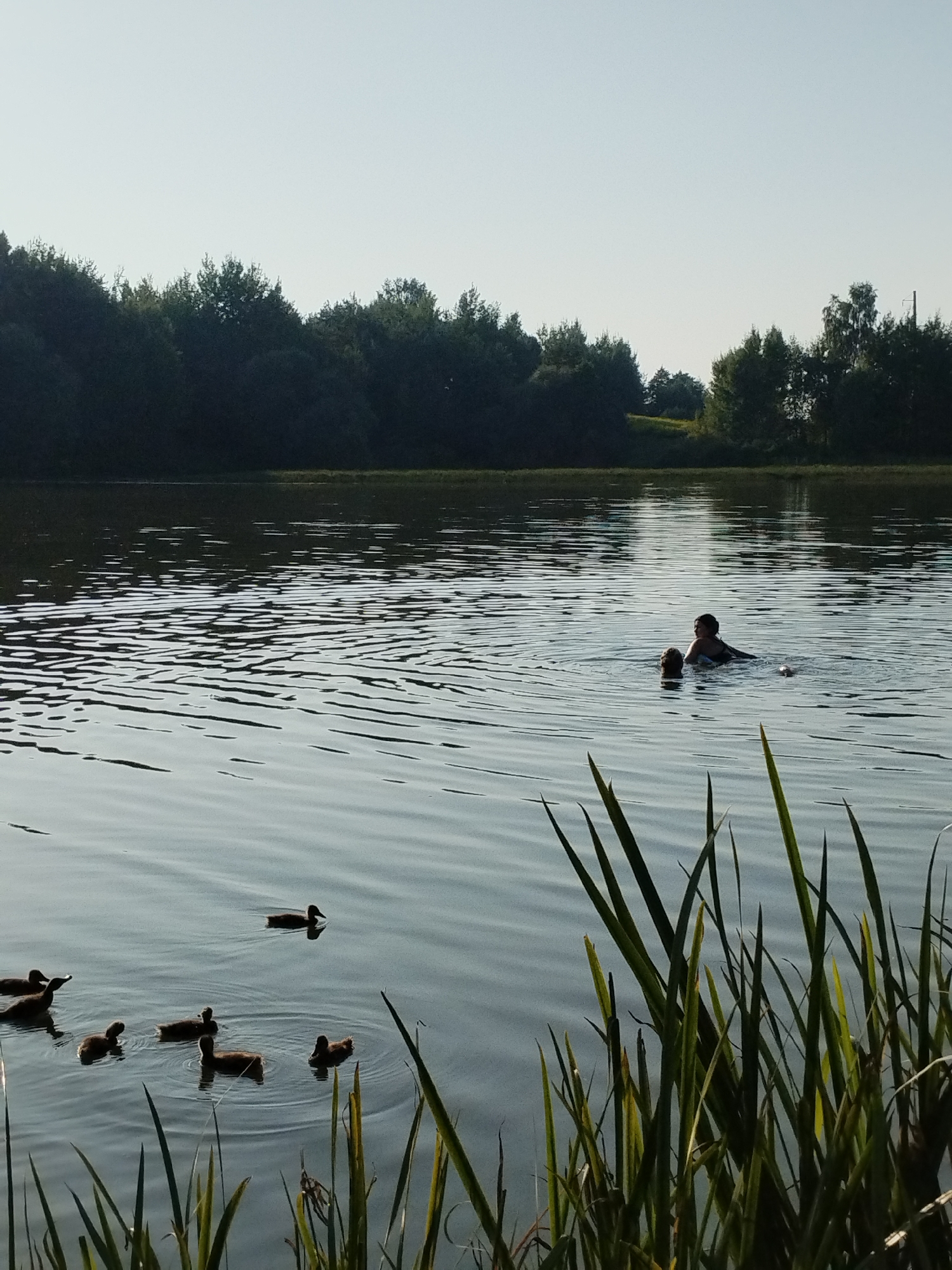In the city of Navadvorski sel'ski Savet, Belarus, a serene lake scene unfolds under a clear, pale sky. The foreground is dominated by tall, green reeds partially obscuring the water's surface. In the middle ground, a small group of ducks navigates the rippling water, their dark bodies contrasting with the shimmering surface. Further out, two people are swimming, one appearing to be an adult with another smaller figure, possibly a child, near them. They are engaged in the activity of swimming in the calm lake. The background features a dense, dark green tree line bordering the lake, suggesting a natural, possibly wooded, environment. The overall impression is one of a peaceful summer day by the water.